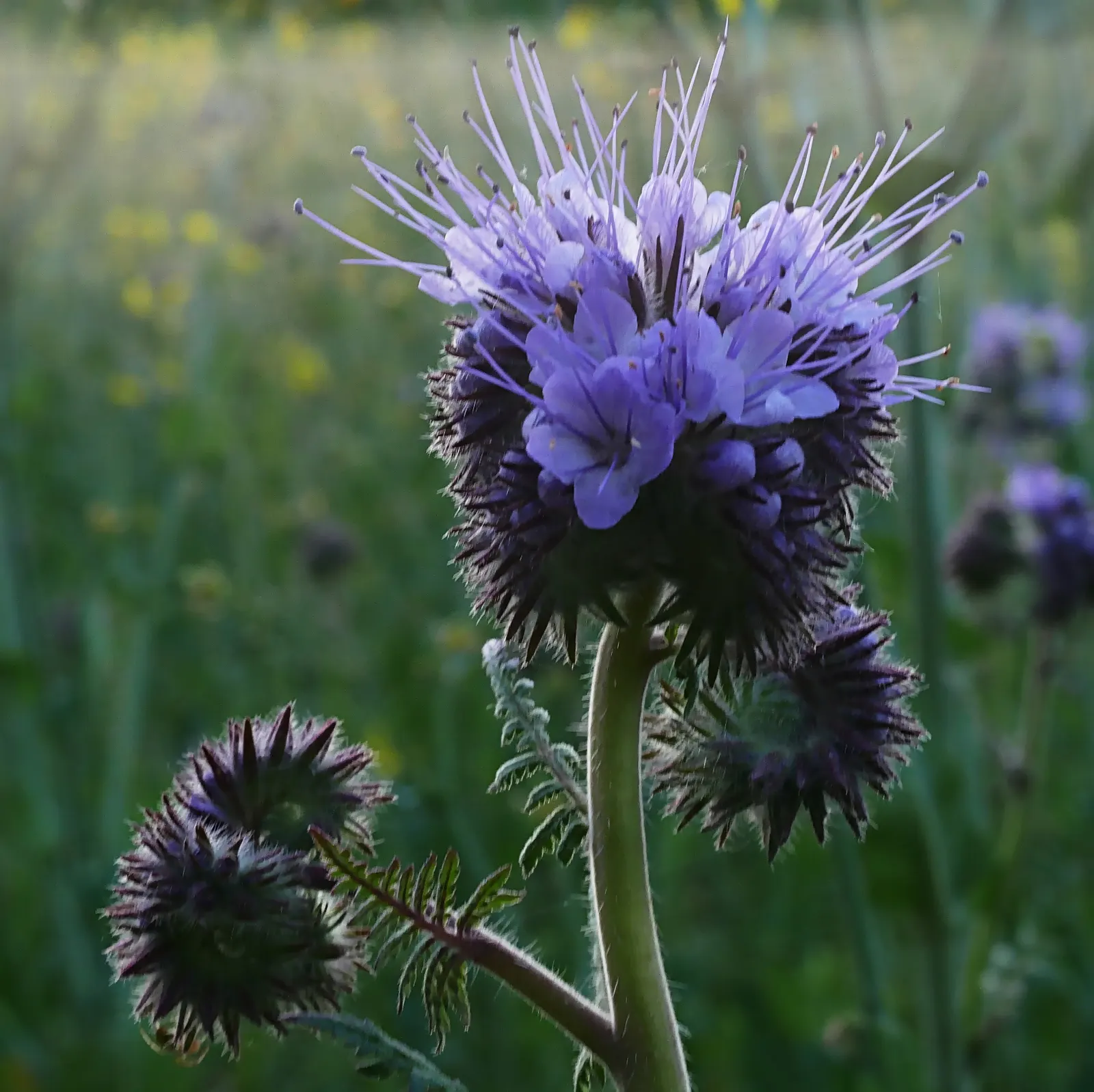 Tansy Leafed Phacelia (Phacelia Tanacetifolia) — This species typically reaches a height of 1 to 2 feet with a similar spread