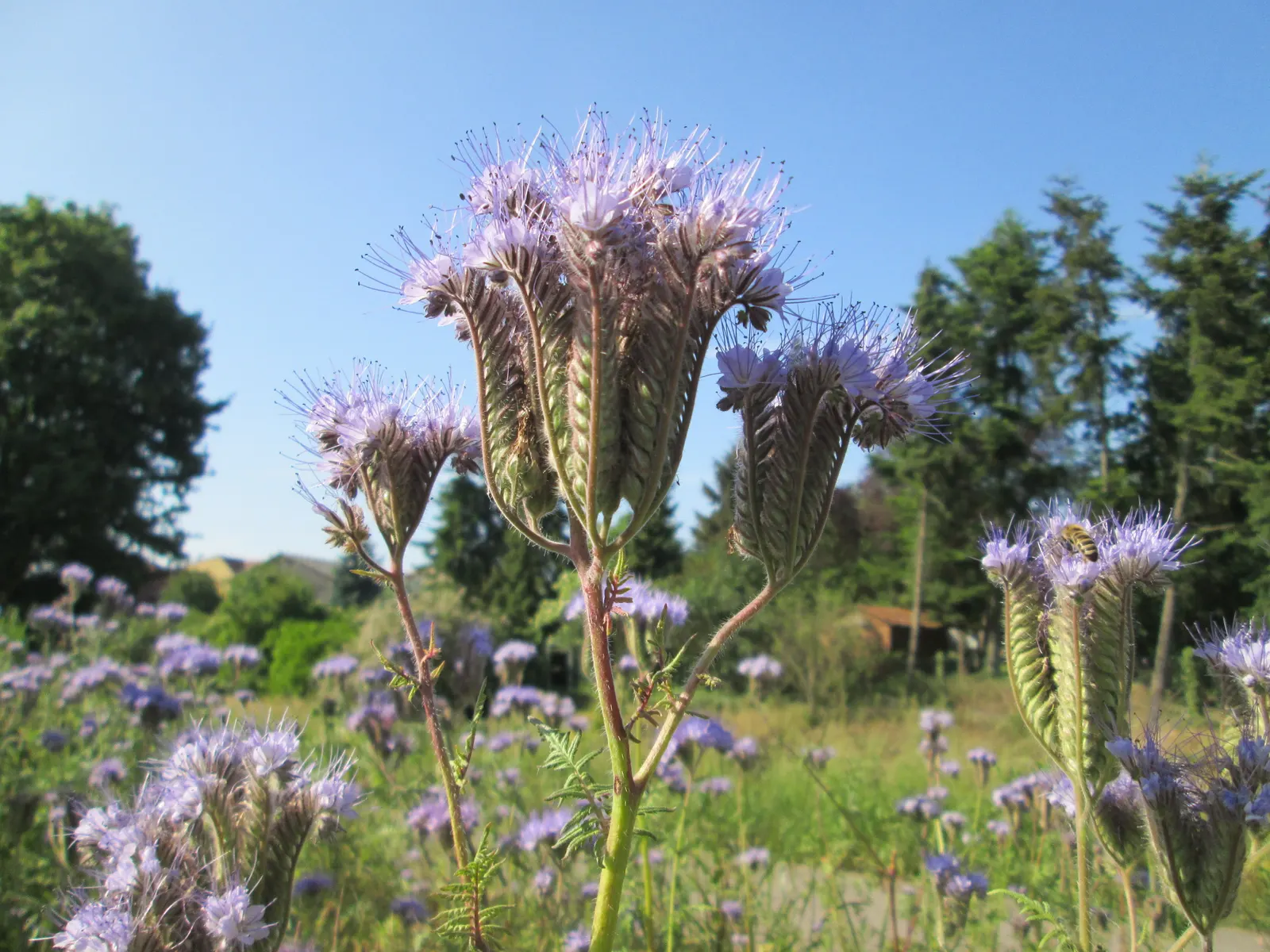 Tansy Leafed Phacelia (Phacelia Tanacetifolia) — though it is not typically aggressive.<br><br>For the client's knowledge; making the plant a, image 103