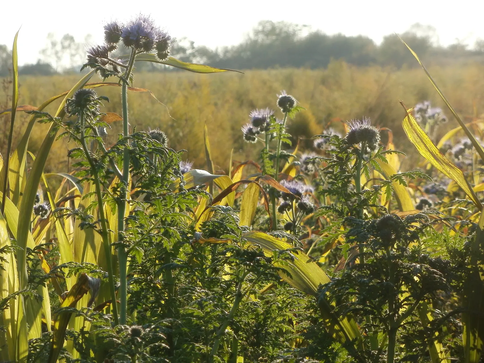 Tansy Leafed Phacelia (Phacelia Tanacetifolia) — fern-like leaves and clusters of lavender to violet bell-shaped flowers; thriving in USDA, image 110