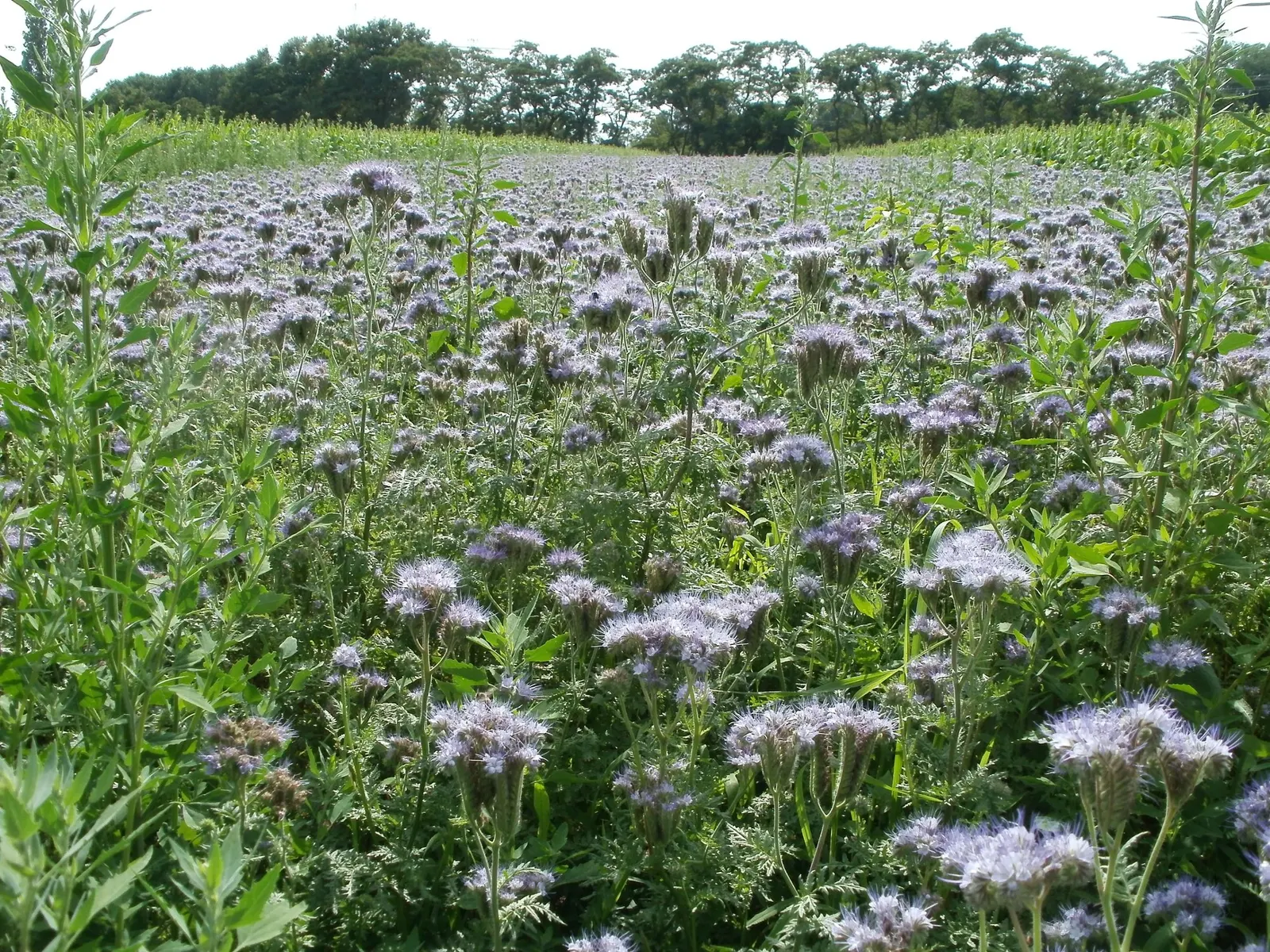 Tansy Leafed Phacelia (Phacelia Tanacetifolia) — it attracts bees and beneficial insects, image 32