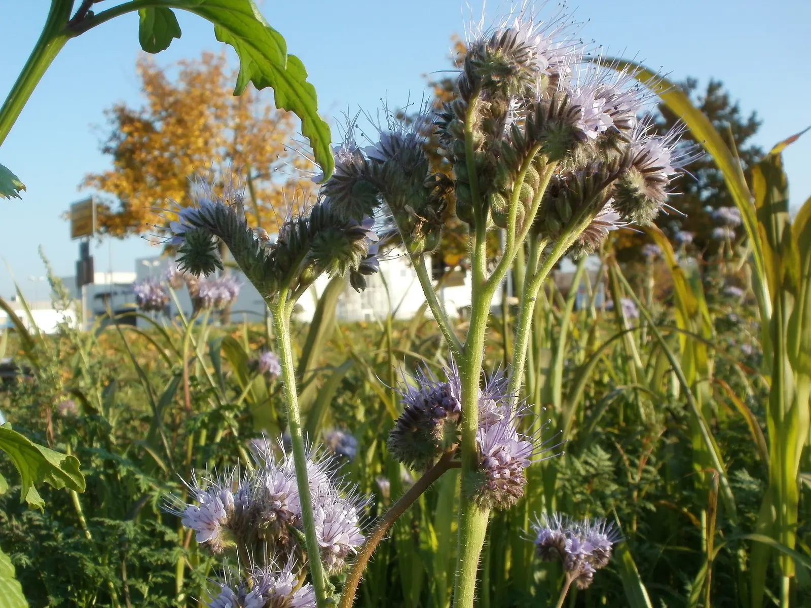 Tansy Leafed Phacelia (Phacelia Tanacetifolia) — though it is not typically aggressive.<br><br>For the client's knowledge