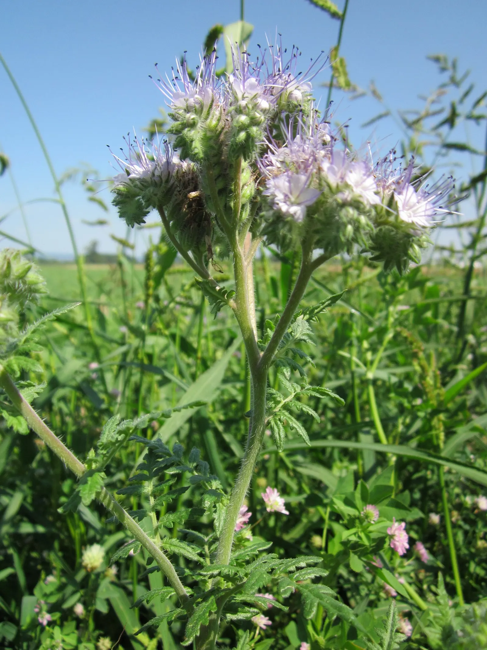 Tansy Leafed Phacelia (Phacelia Tanacetifolia) — fern-like leaves display a unique; annual for full, image 66