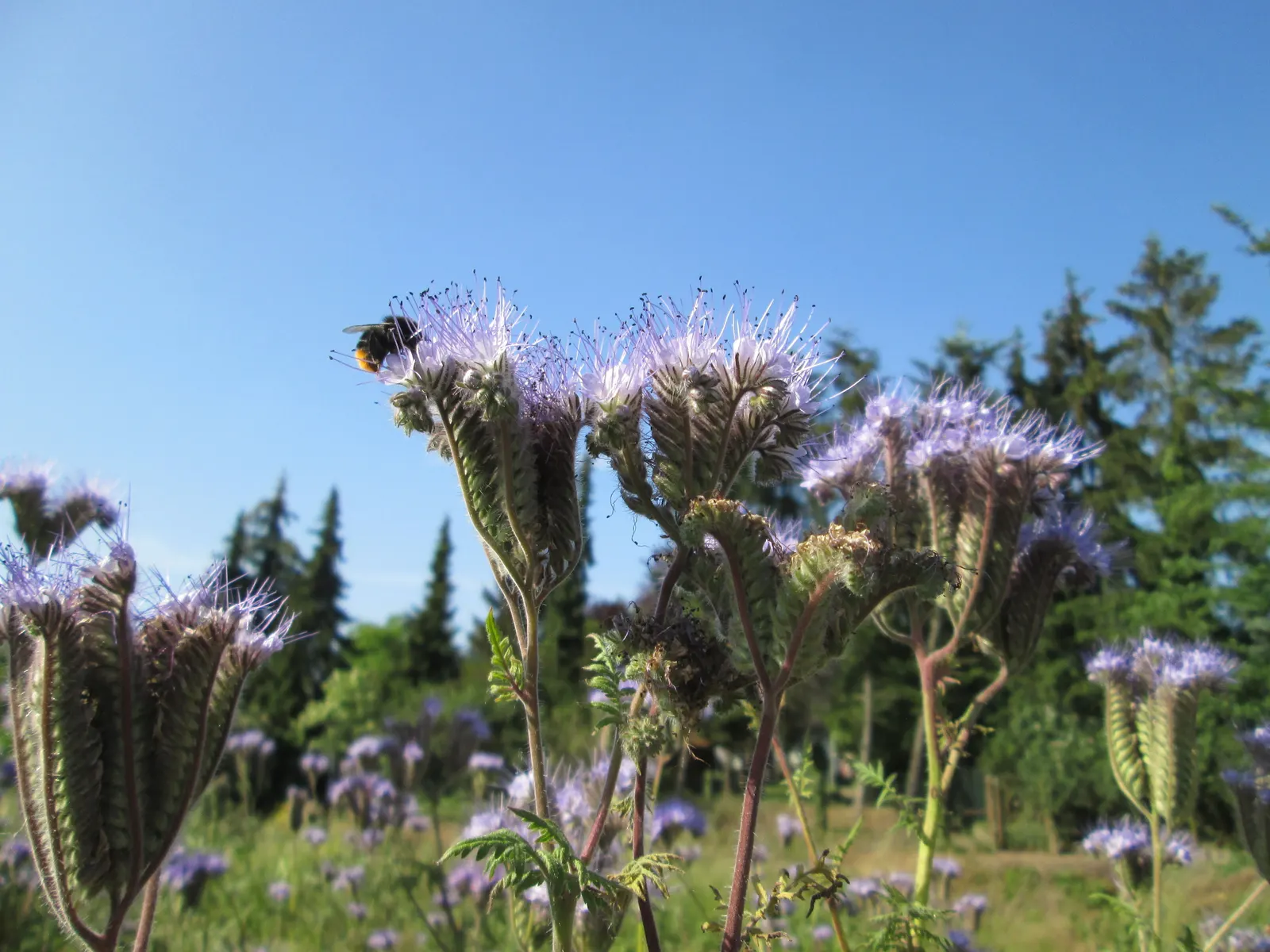 Tansy Leafed Phacelia (Phacelia Tanacetifolia) — This species typically reaches a height of 1 to 2 feet with a similar spread; which bloom, image 91