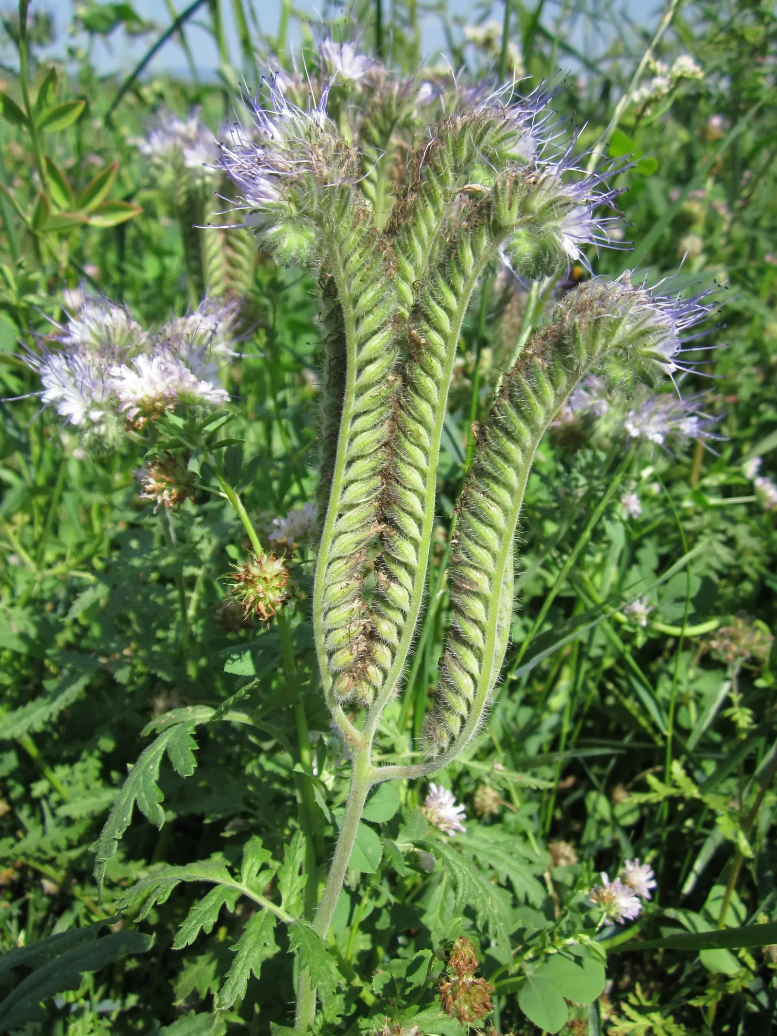 Tansy Leafed Phacelia (Phacelia Tanacetifolia) — fern-like leaves and clusters of lavender to violet bell-shaped flowers; thriving in USDA, image 83