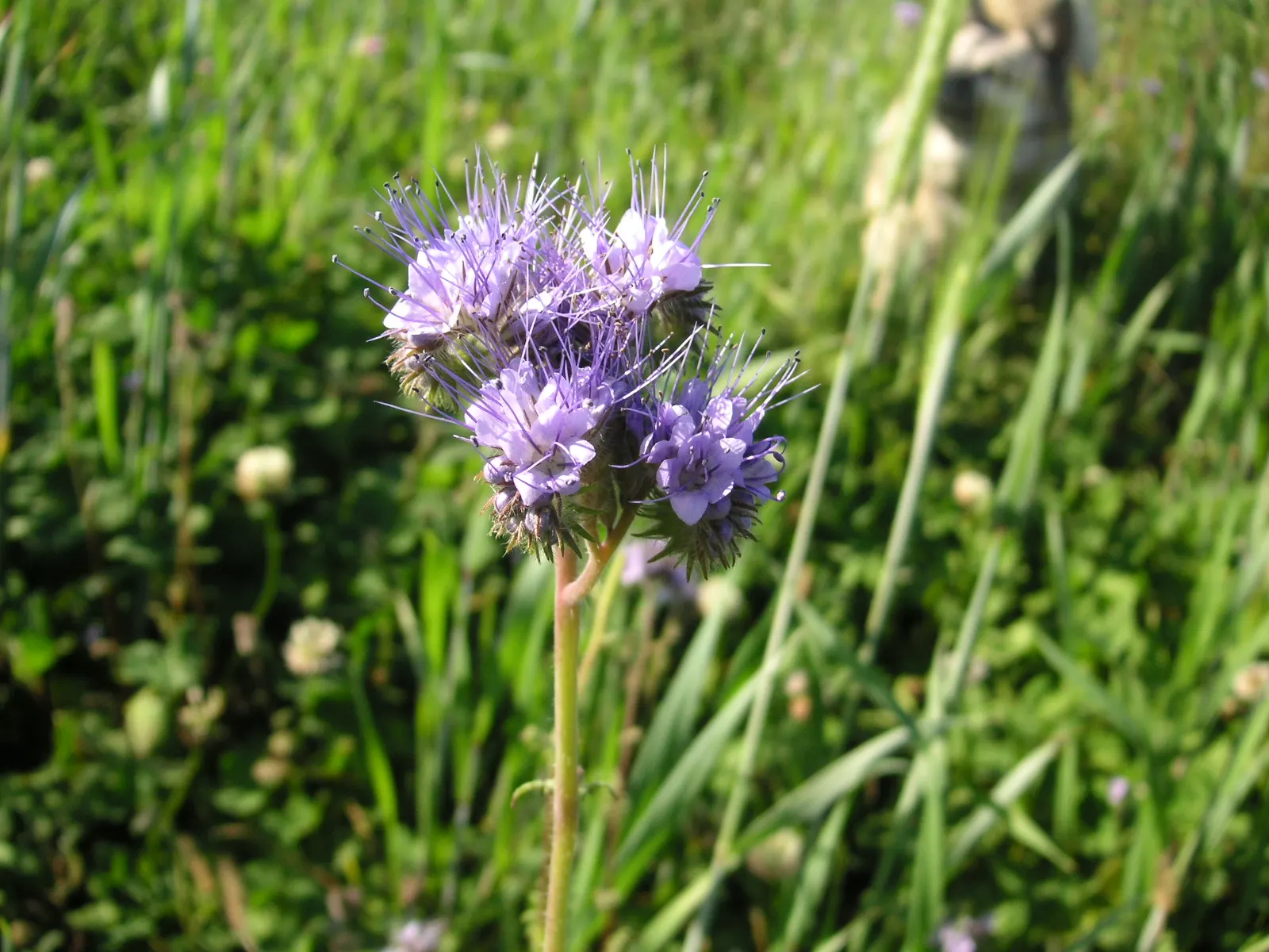 Tansy Leafed Phacelia (Phacelia Tanacetifolia) — thriving in USDA hardiness zones 3 through 10; full sun to partial shade is ideal for optimal, image 119