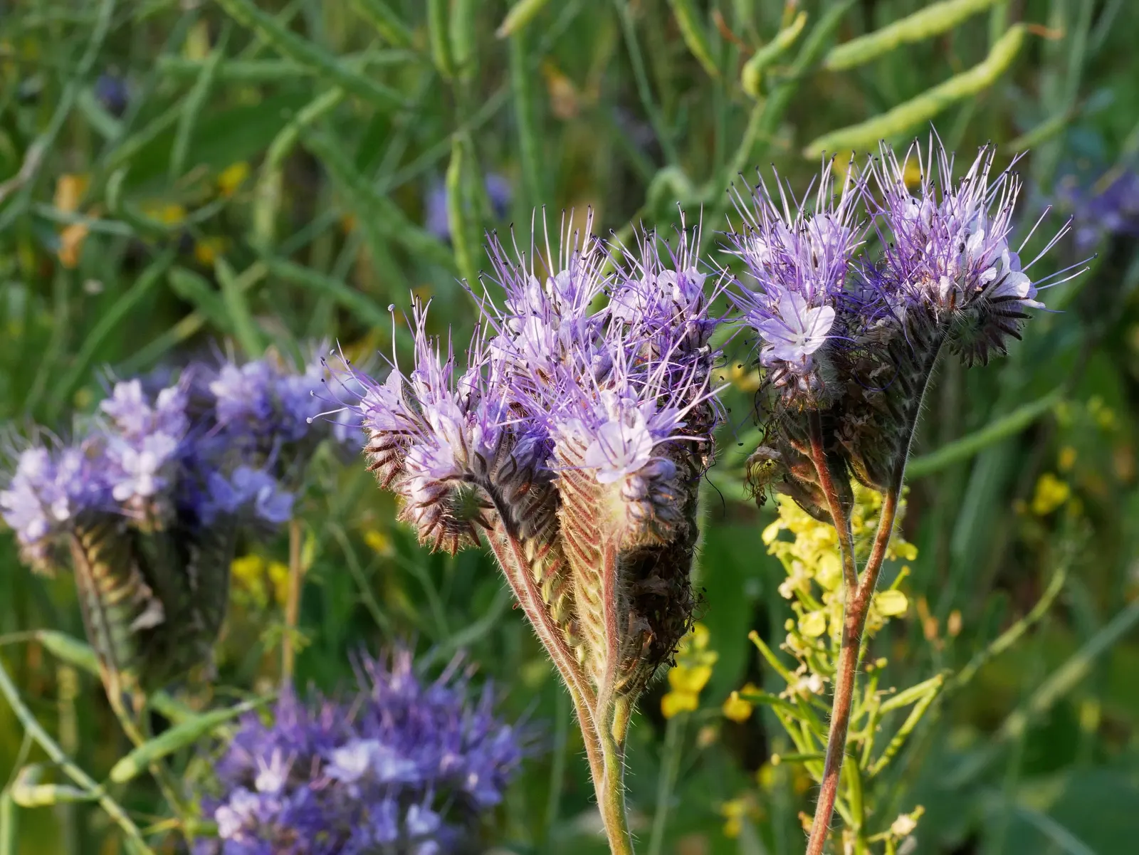 Tansy Leafed Phacelia (Phacelia Tanacetifolia) — blue flowers in the garden