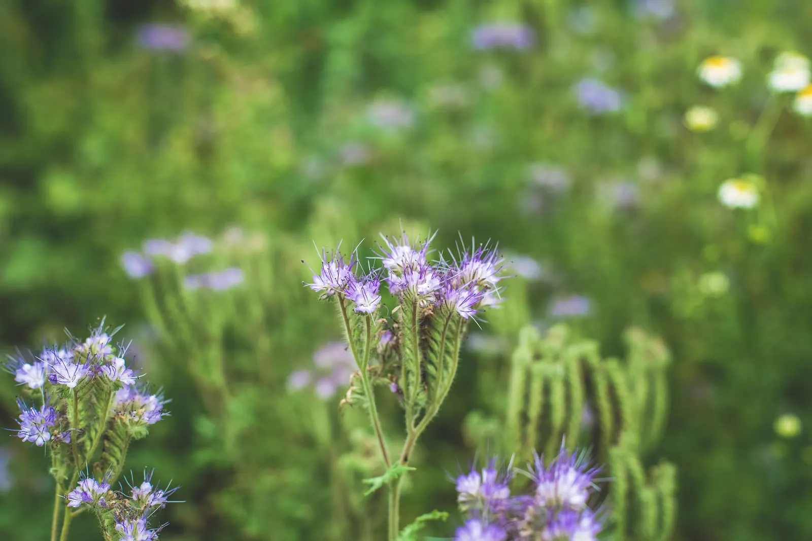 Tansy Leafed Phacelia (Phacelia Tanacetifolia) — this Phacelia prefers well-drained soils and is moderately drought-tolerant once established; provide a rich