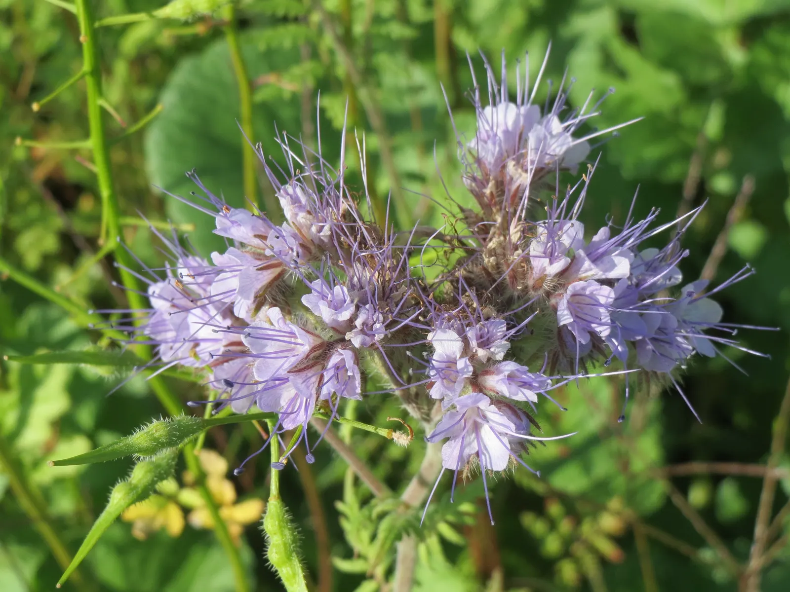 Tansy Leafed Phacelia (Phacelia Tanacetifolia) — This species typically reaches a height of 1 to 2 feet with a similar spread; which bloom, image 64