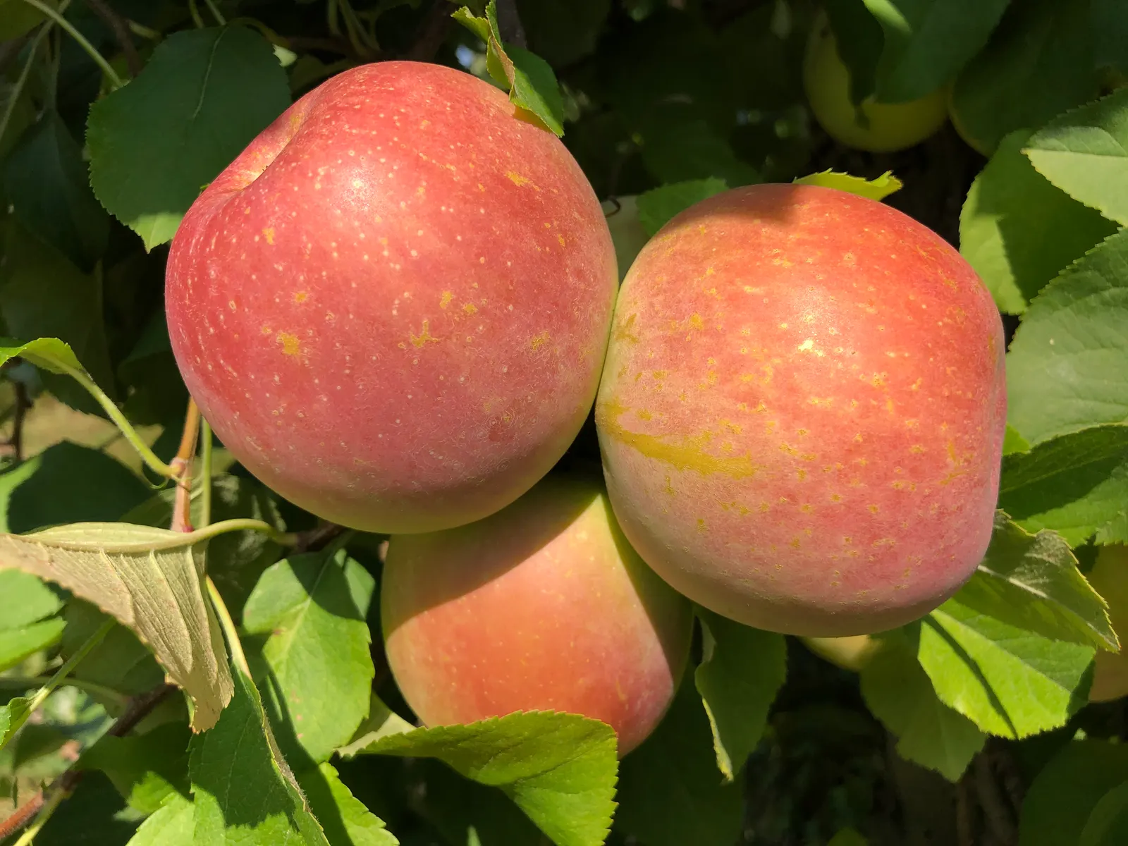 Fuji Apple (Malus Pumila 'Fuji') — The Fuji apple tree typically reaches a mature height of 12 to 15 feet