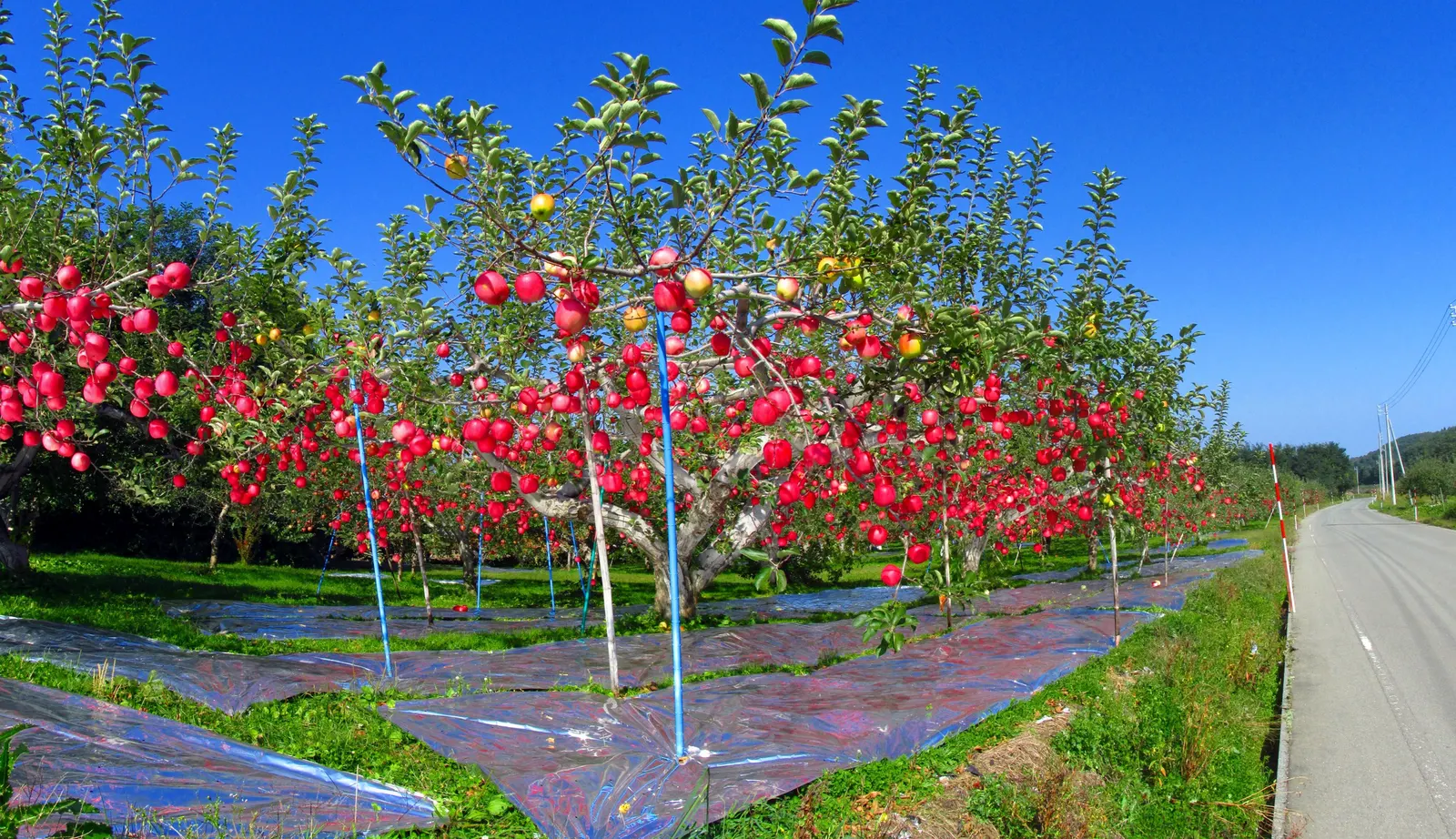 Fuji Apple (Malus Pumila 'Fuji') — offering not only aesthetic appeal but also the practical benefit of home-grown fruit