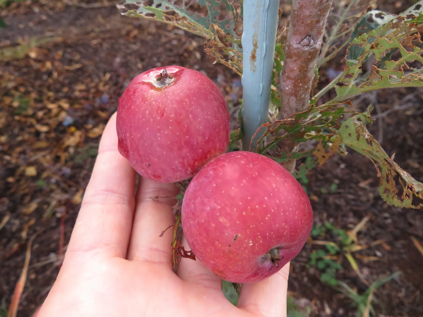 Fuji Apple (Malus Pumila 'Fuji') — Requires cross-pollination for best yield, making pairing with another apple variety beneficial