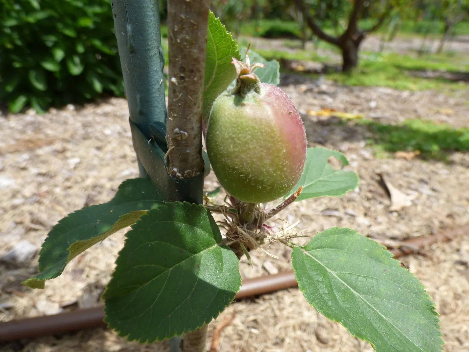 Fuji Apple (Malus Pumila 'Fuji') — Produces fruit approximately 3-5 inches in diameter, ready for harvest in late September to October