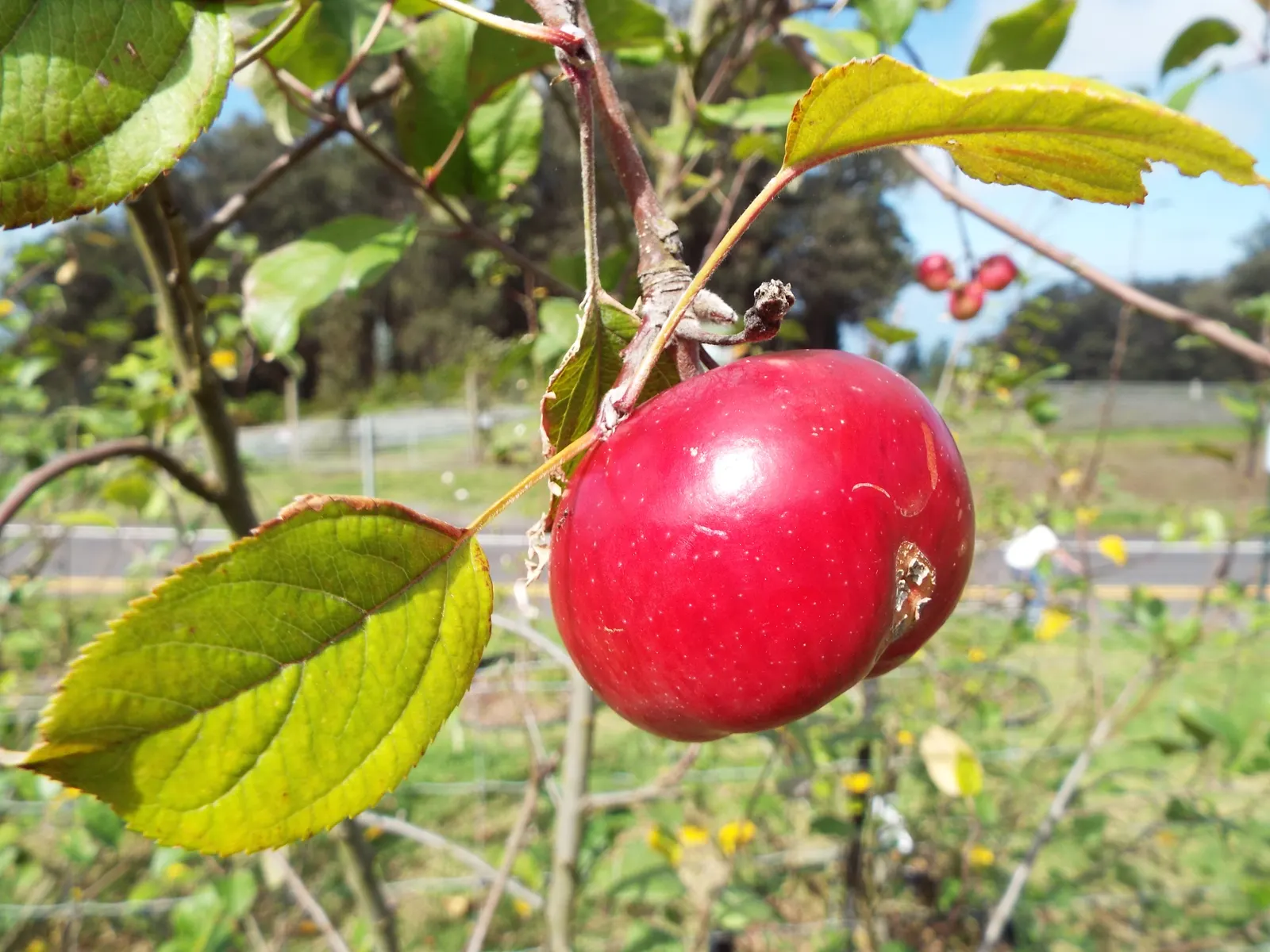 Fuji Apple (Malus Pumila 'Fuji') — Fuji trees reach 15-20 feet in height with a similar spread, thriving in USDA zones 5-9