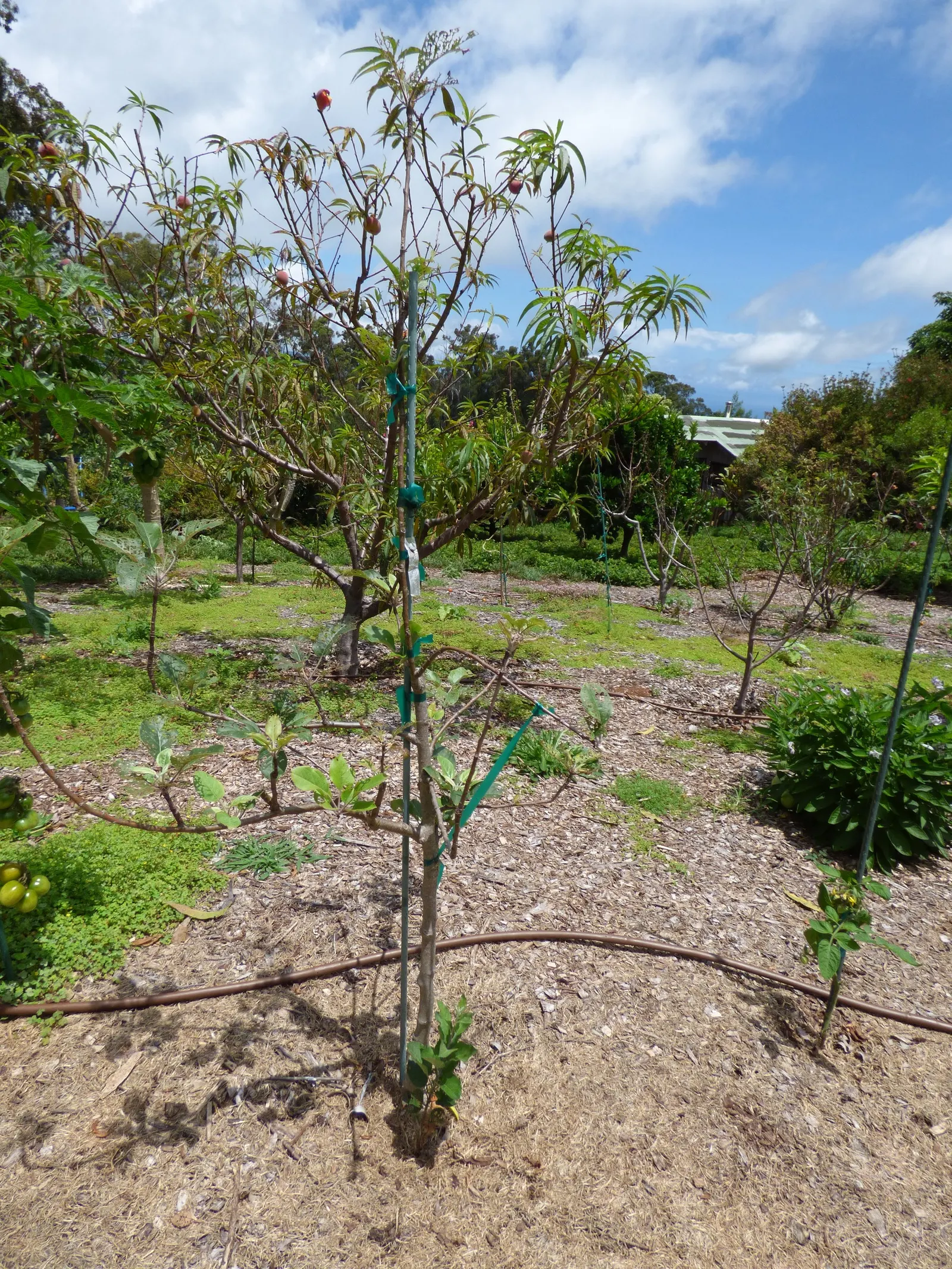 Fuji Apple (Malus Pumila 'Fuji') — is a laudable addition to any landscape design