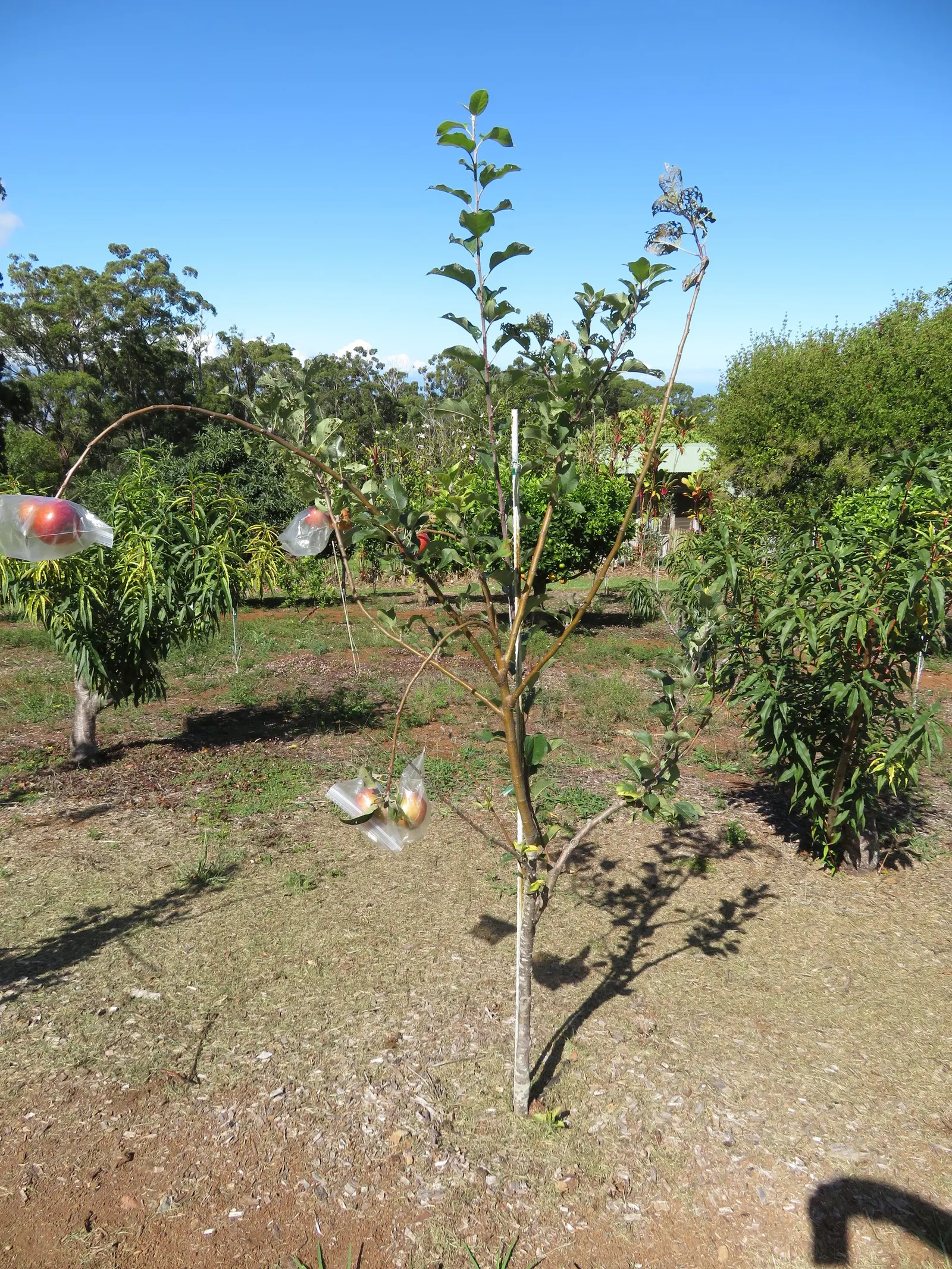 Fuji Apple (Malus Pumila 'Fuji') — scientifically designated as Malus pumila 'Fuji'