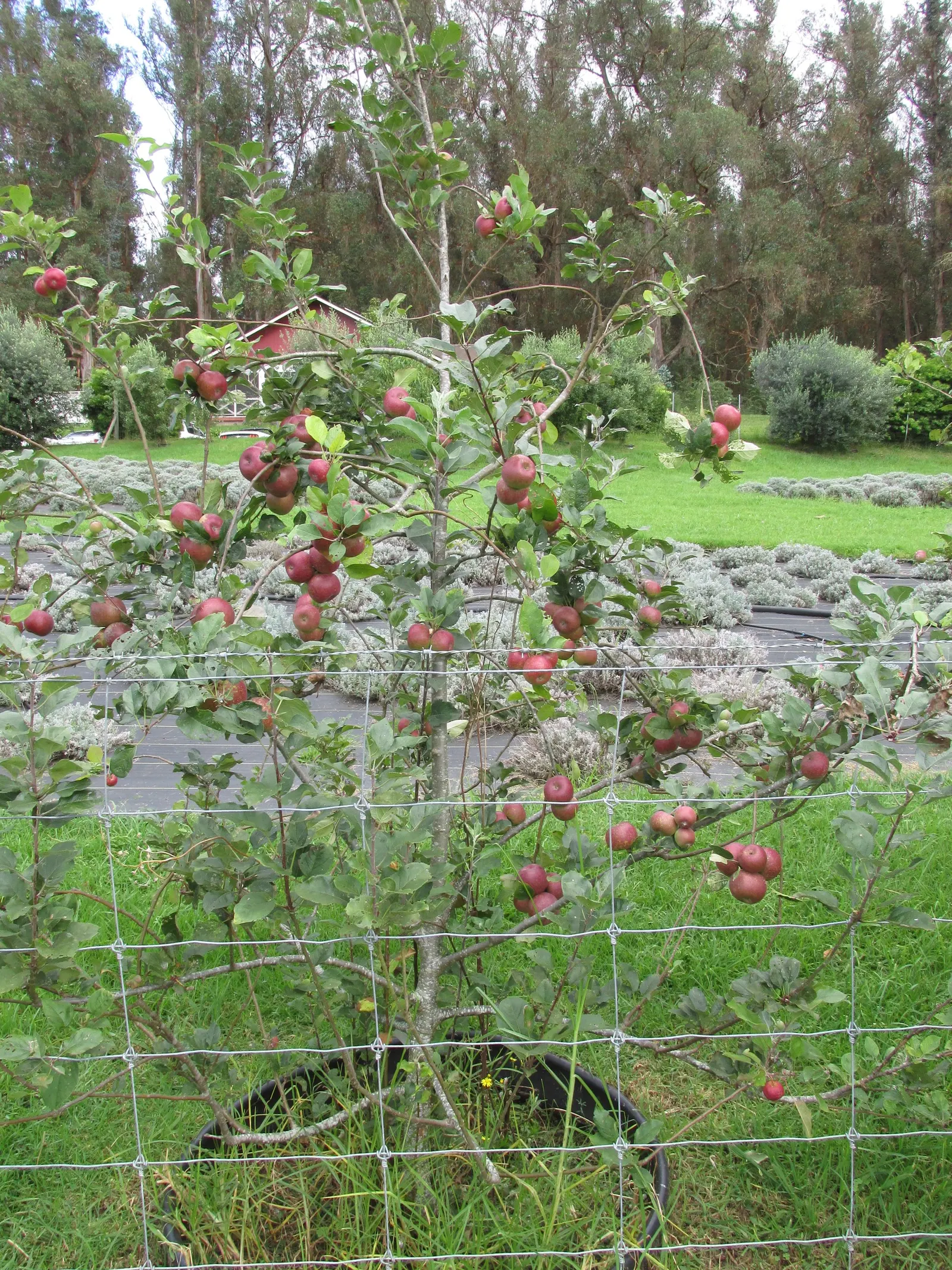 Fuji Apple (Malus Pumila 'Fuji') — The Fuji Apple (Malus pumila 'Fuji') is a popular