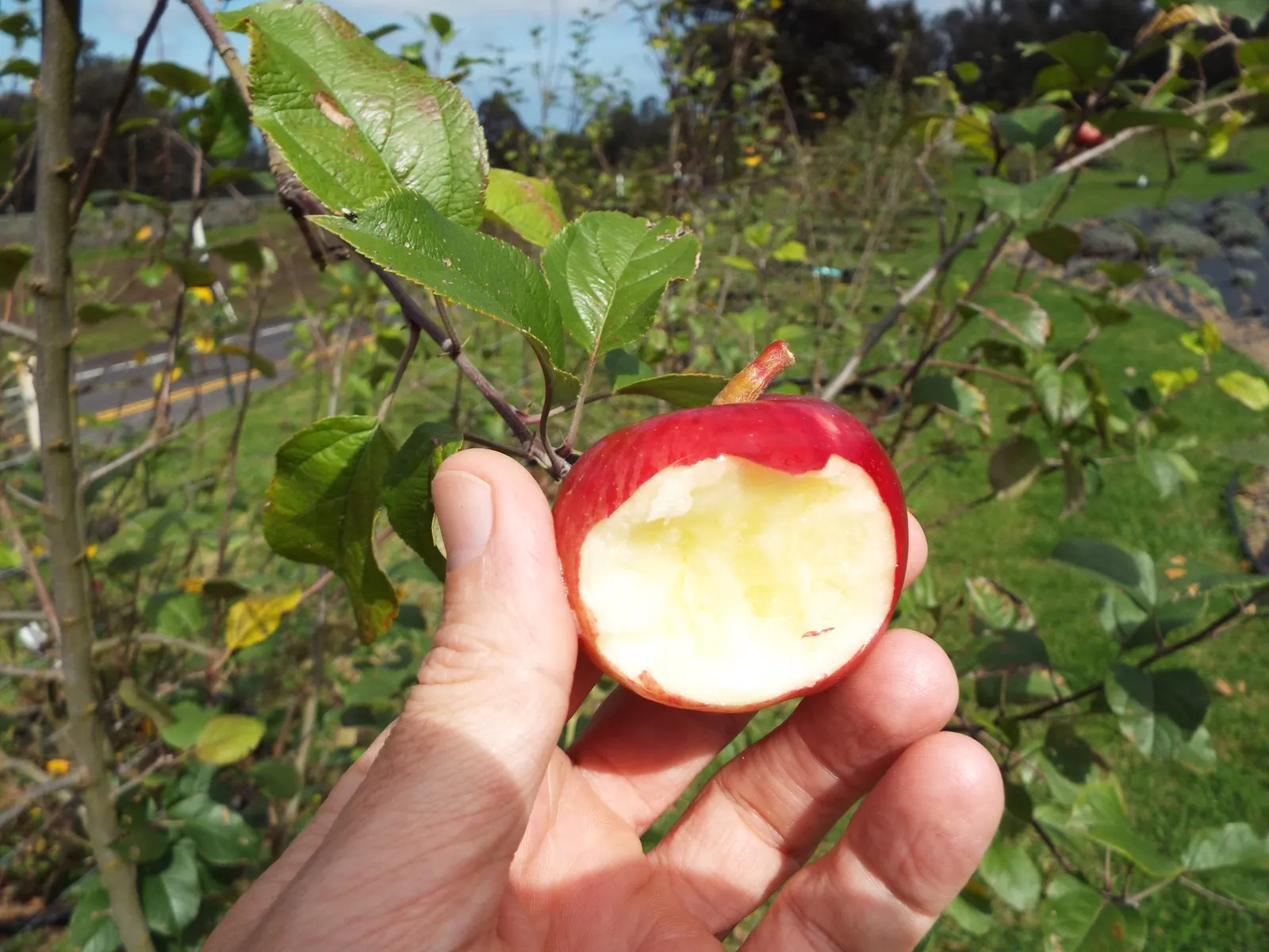 Fuji Apple (Malus Pumila 'Fuji') — Full sun and well-drained soil promote optimal growth