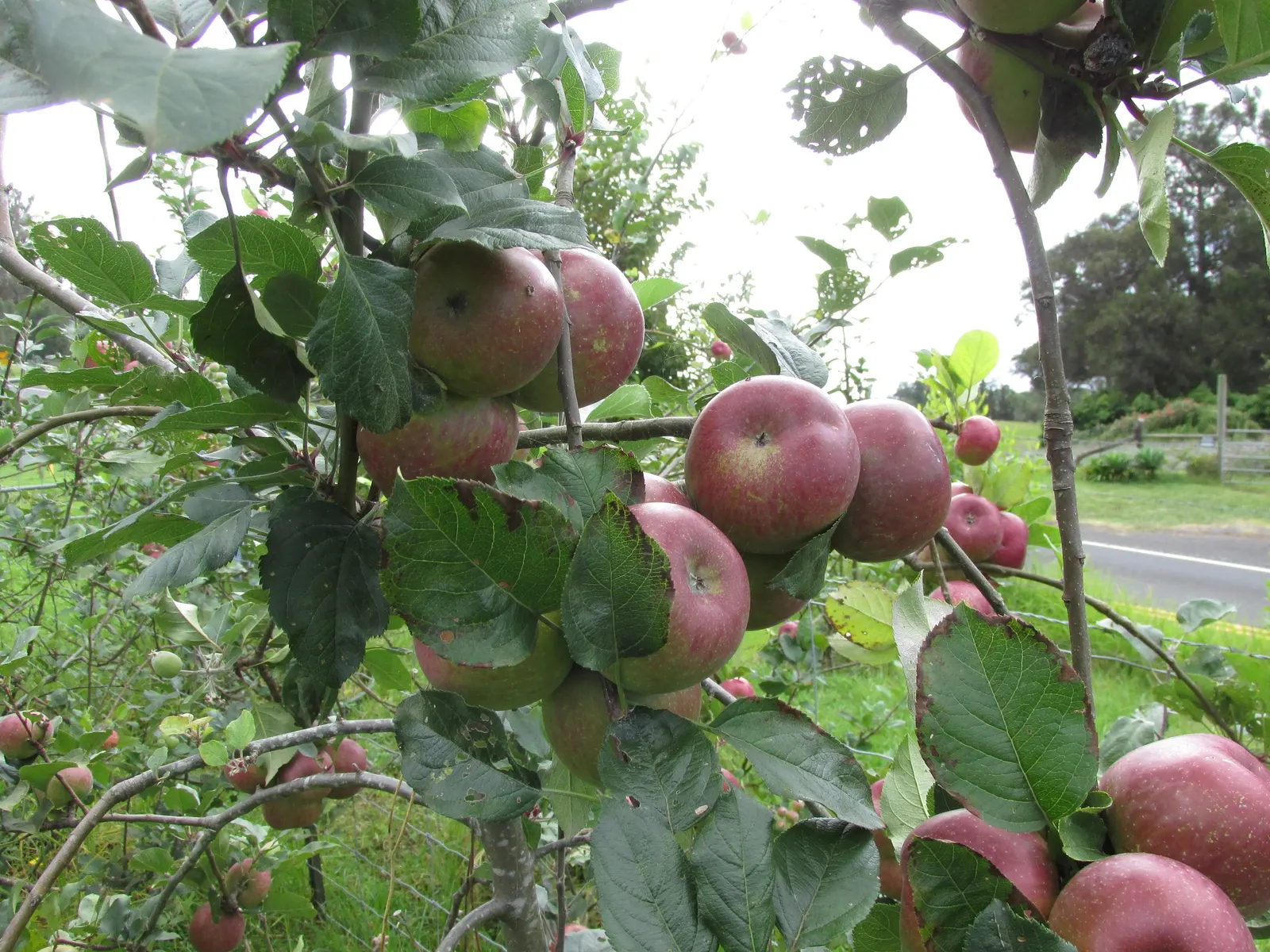 Fuji Apple (Malus Pumila 'Fuji') — with a spread of about 10 to 12 feet
