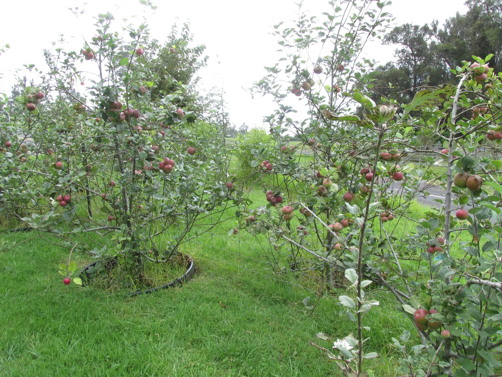 Fuji Apple (Malus Pumila 'Fuji') — mid to late-season fruiting cultivar beloved for its sweet