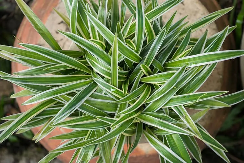 'Variegatum' Spider Plant (Chlorophytum comosum) — Proven Winners - 'Variegatum' - Spider Plant - Chlorophytum comosum plant details, information and resources