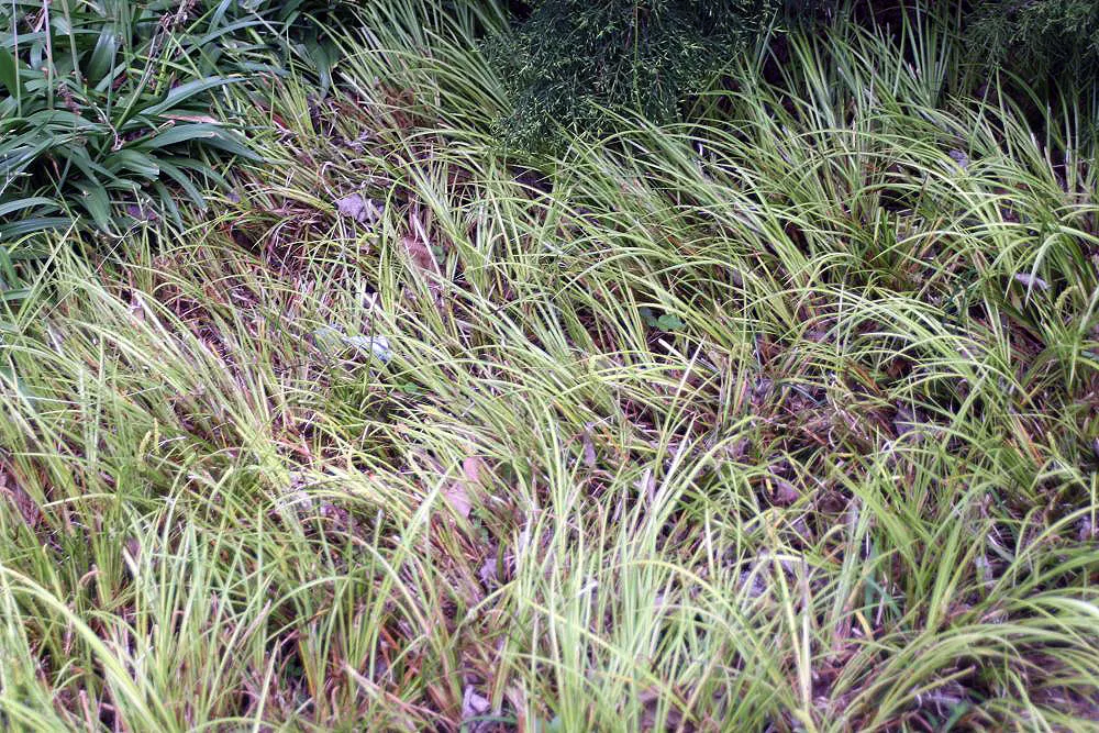 Japanese Sweet Flag (Acorus Gramineus) — often making it an ideal candidate for water gardens or edges of ponds where its roots can remain wet