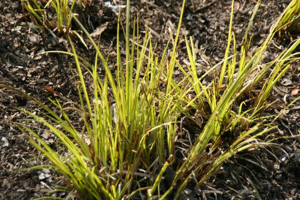 Japanese Sweet Flag (Acorus Gramineus) — making it a popular choice for various landscape designs