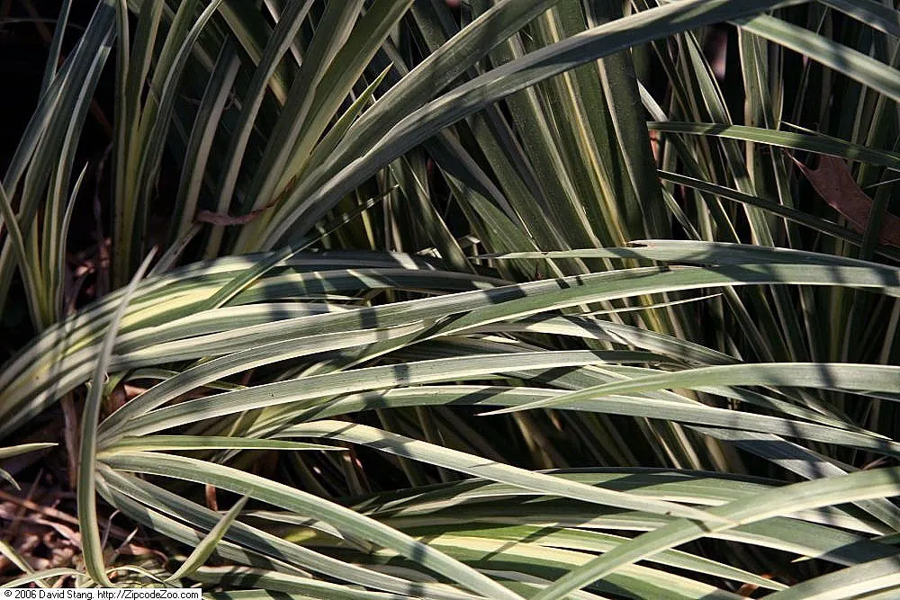 Japanese Sweet Flag (Acorus Gramineus) — The plant is also relatively pest-free and robust against diseases