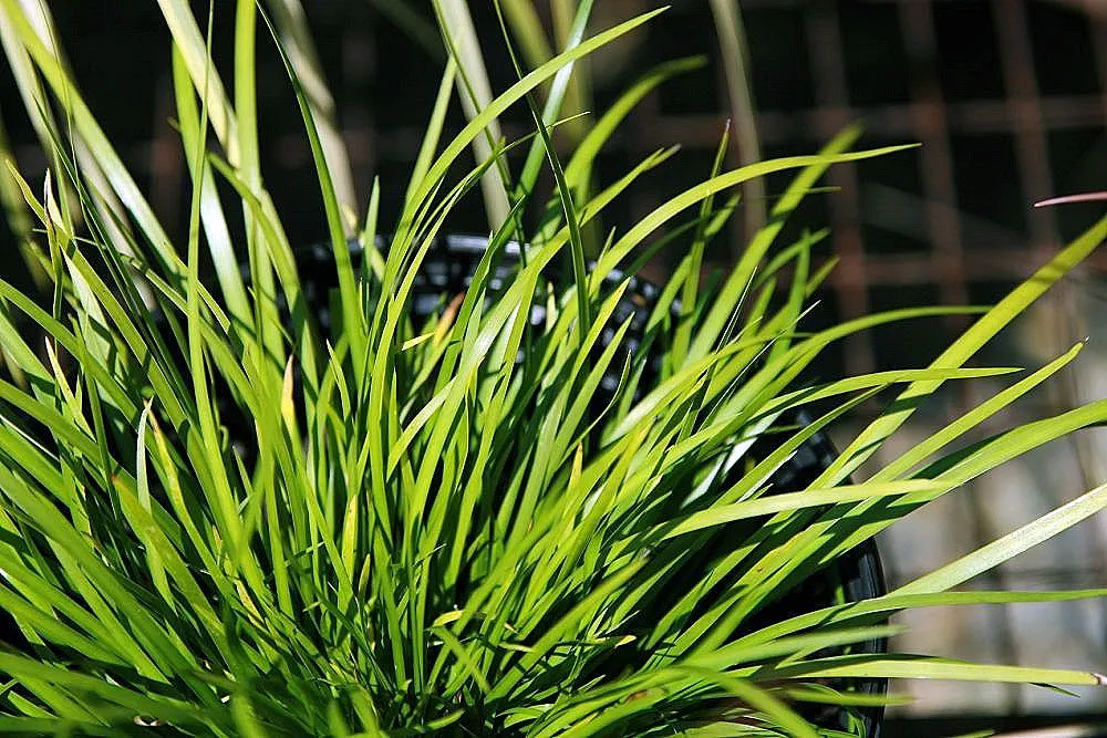 Japanese Sweet Flag (Acorus Gramineus) — radiating a sweet fragrance when crushed