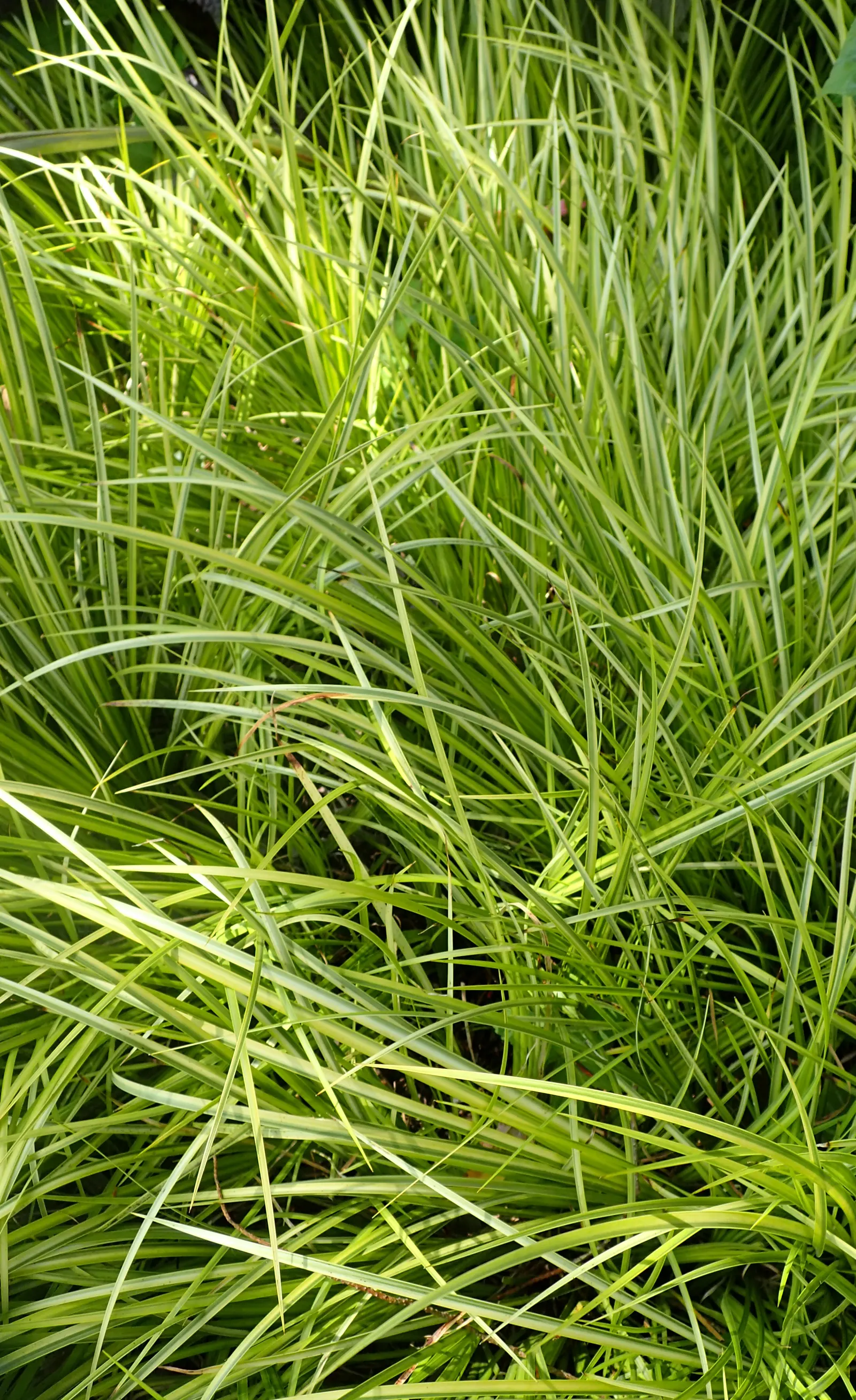 Japanese Sweet Flag (Acorus Gramineus) — sword-shaped leaves.<br><br>Notably