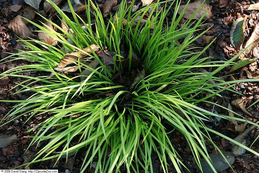 Japanese Sweet Flag (Acorus Gramineus) — Blooms are subtle, with interest lying in foliage