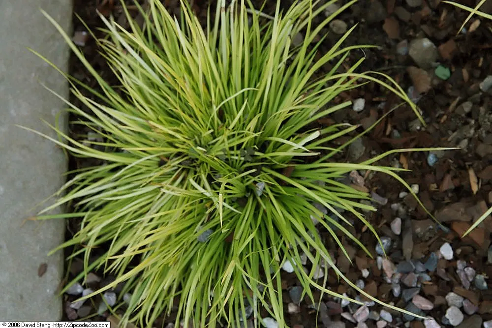 Japanese Sweet Flag (Acorus Gramineus) — It thrives in moist, well-drained soil, reaching heights of 6-12 inches with an equal spread