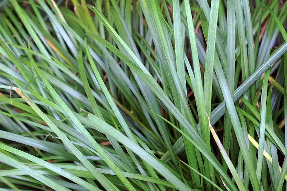 Japanese Sweet Flag (Acorus Gramineus) — the foliage of the Japanese Sweet Flag exudes a subtle sweet fragrance when bruised or crushed