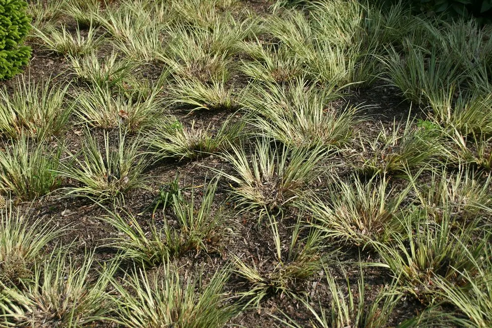 Japanese Sweet Flag (Acorus Gramineus) — its tufted growth habit provides a lush