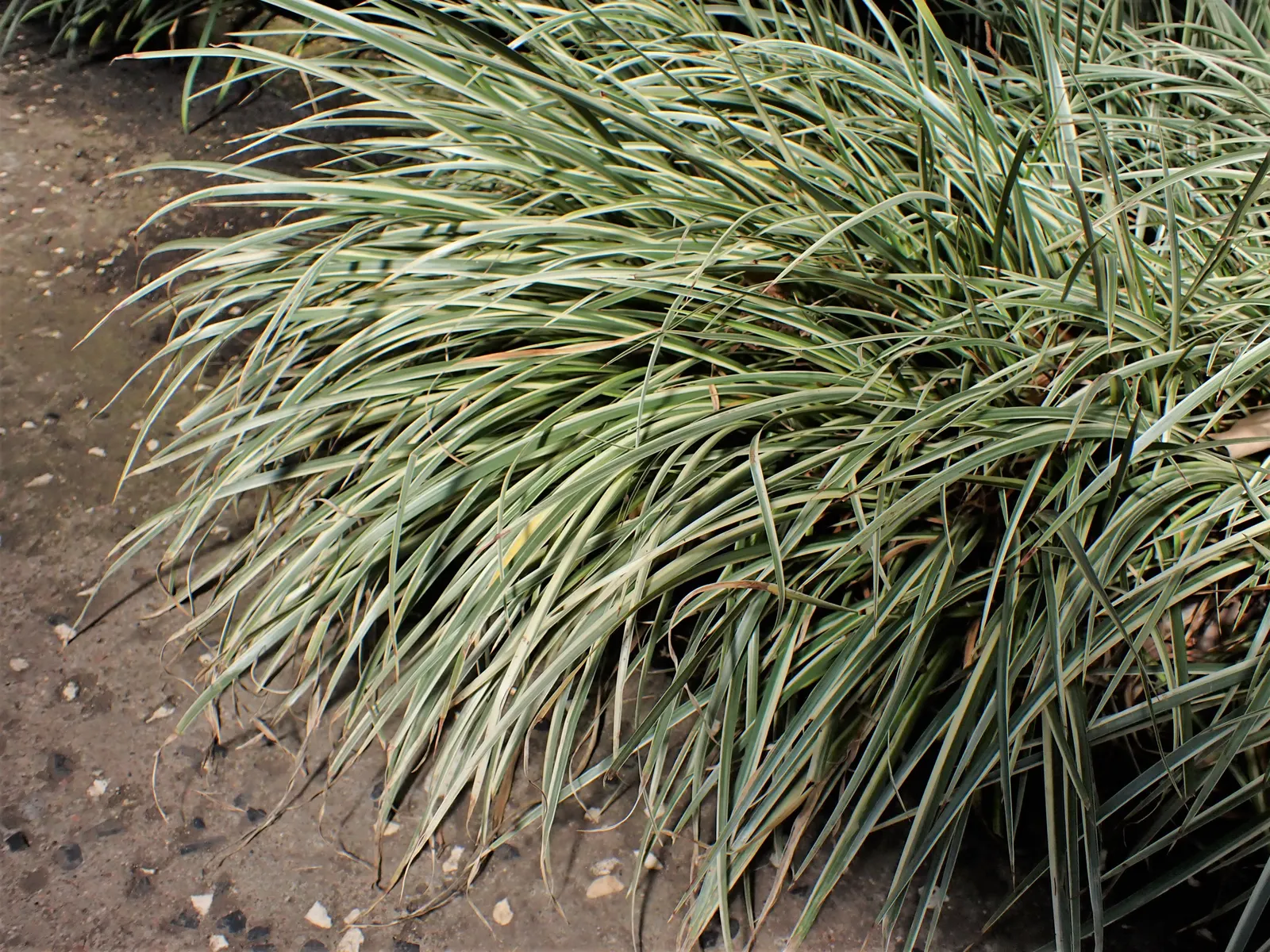 Japanese Sweet Flag (Acorus Gramineus) — is an ornamental grass-like perennial that offers both aesthetic appeal and ease of maintenance