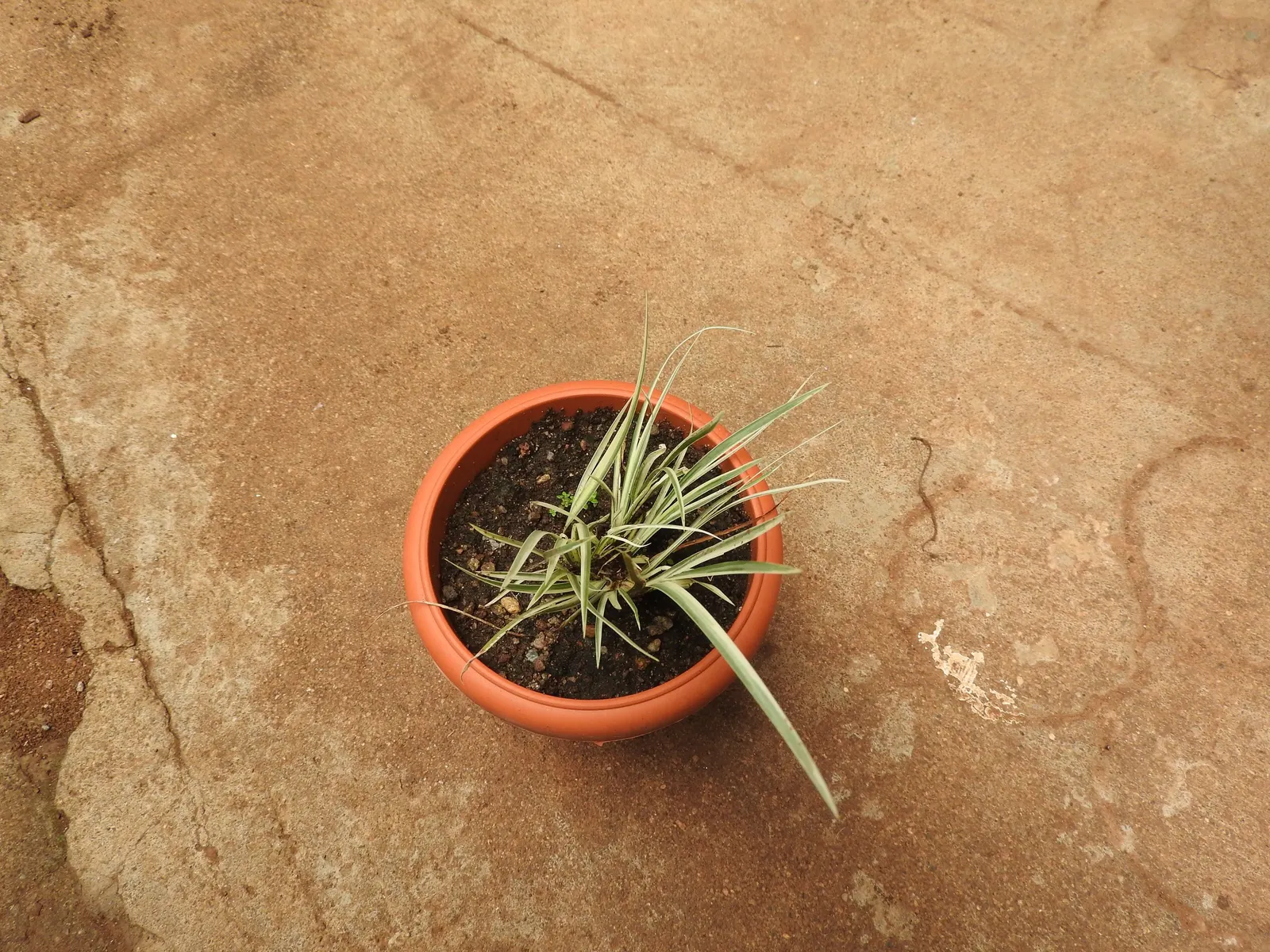 Japanese Sweet Flag (Acorus Gramineus) — which helps ensure a long-lived presence in the landscape