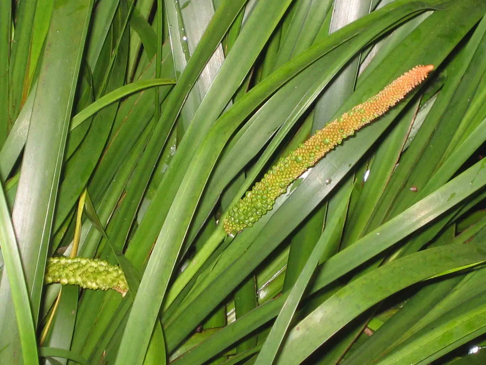 Japanese Sweet Flag (Acorus Gramineus) — which usually avoid the Sweet Flag.<br><br>When planning the placement of Acorus gramineus