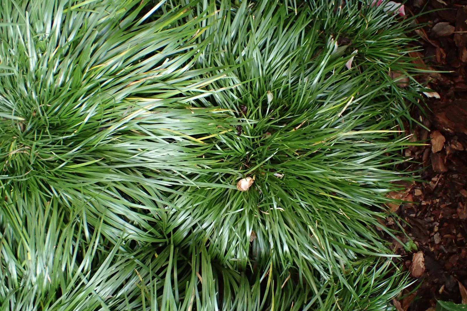 Japanese Sweet Flag (Acorus Gramineus) — This ornamental grass-like plant features lustrous