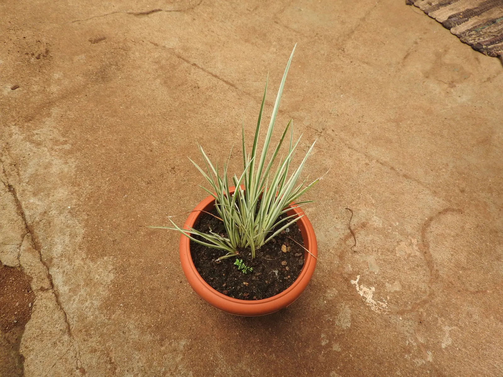 Japanese Sweet Flag (Acorus Gramineus) — The leaves present a lush green hue