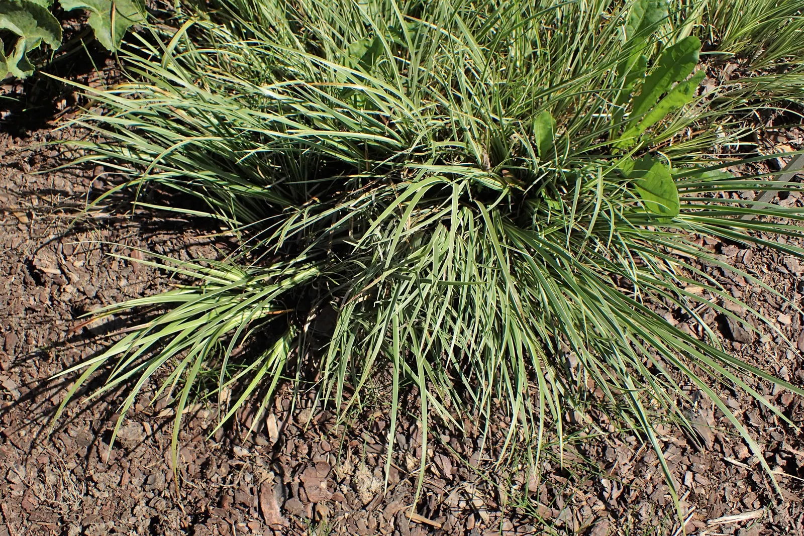 Japanese Sweet Flag (Acorus Gramineus) — green texture in zones 5-11; this charming plant typically grows to a height of 6 to 12 inches and boasts a spread of
