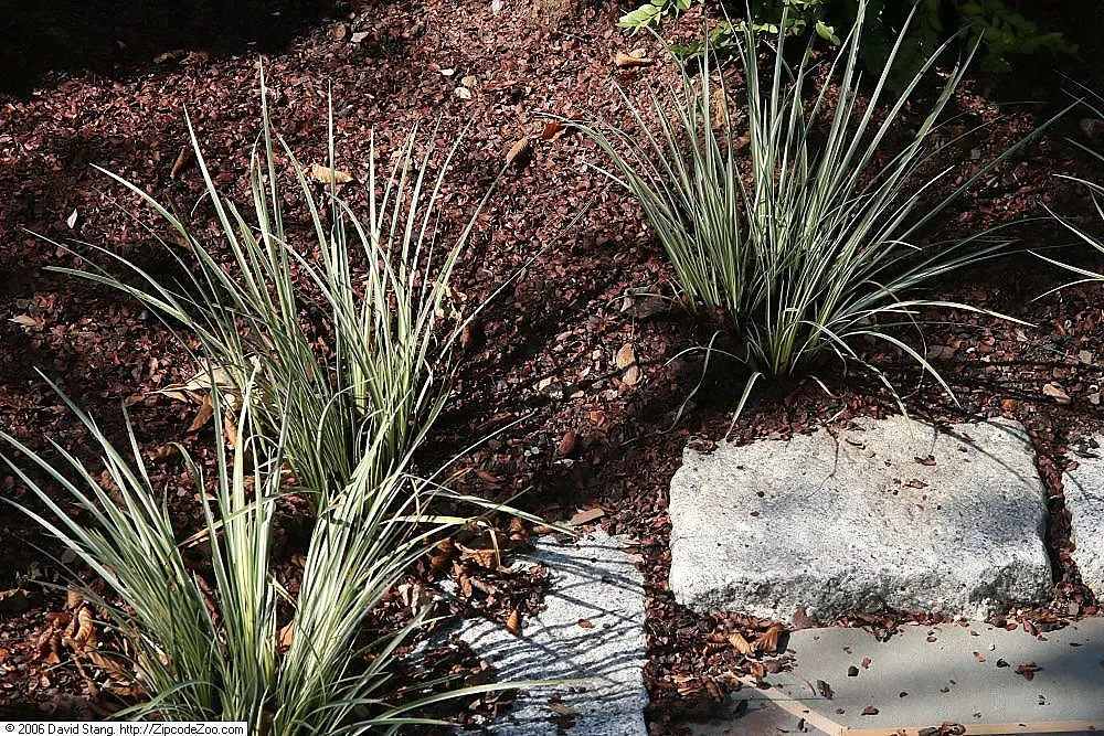 Japanese Sweet Flag (Acorus Gramineus) — although variegated types exhibit stripes of yellow or white