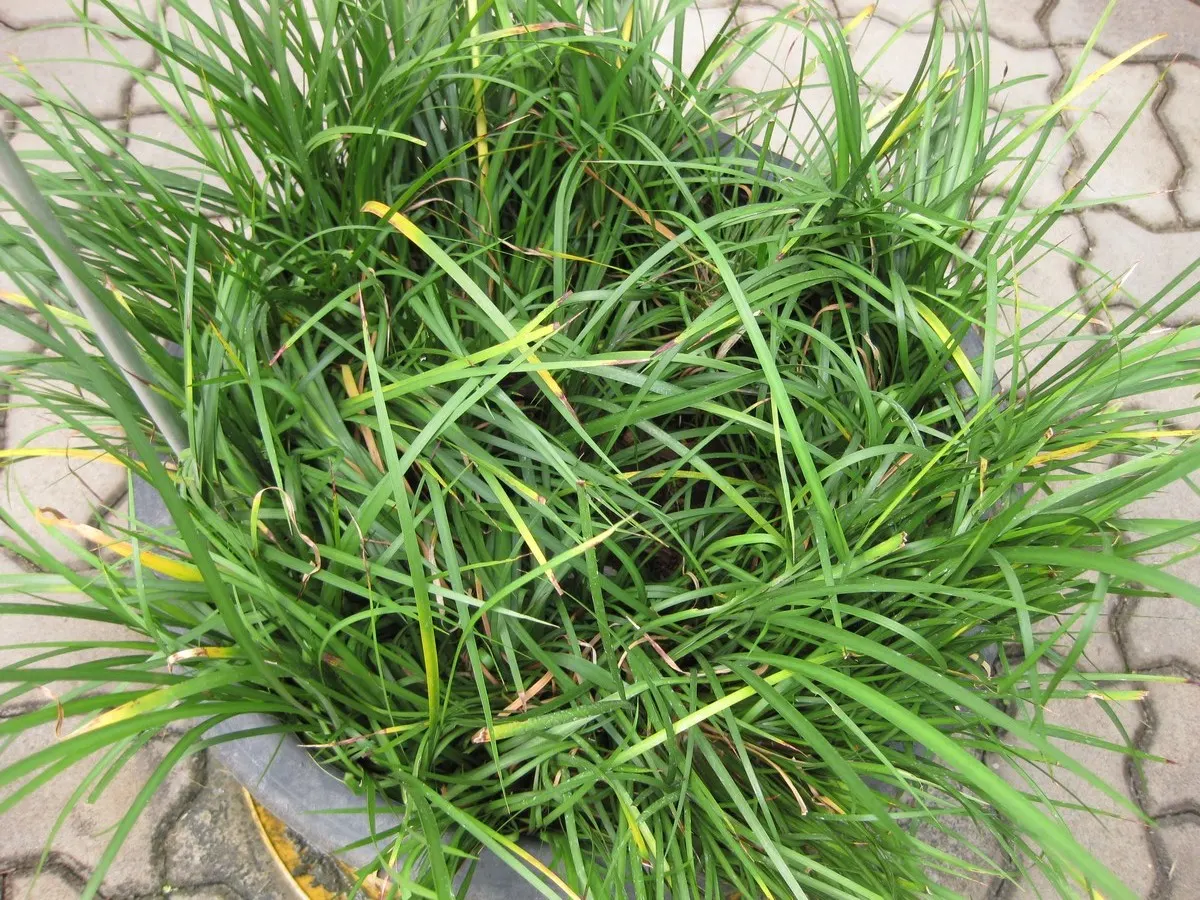 Japanese Sweet Flag (Acorus Gramineus) — forming tufted clumps of narrow
