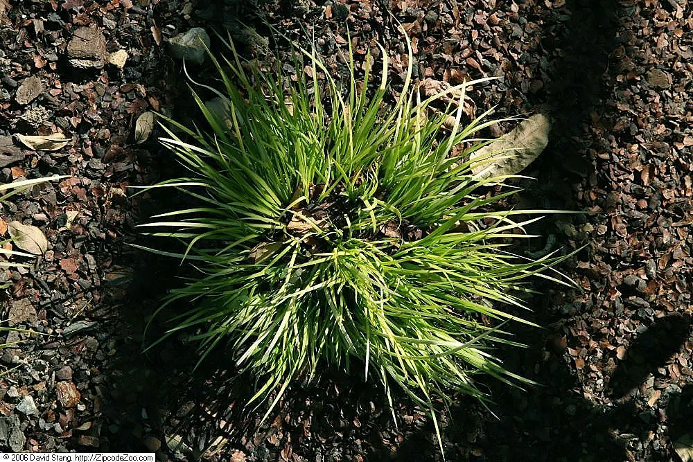 Japanese Sweet Flag (Acorus Gramineus) — Acorus gramineus, commonly known as Japanese Sweet Flag, is an evergreen perennial; it thrives in moist, well-drained