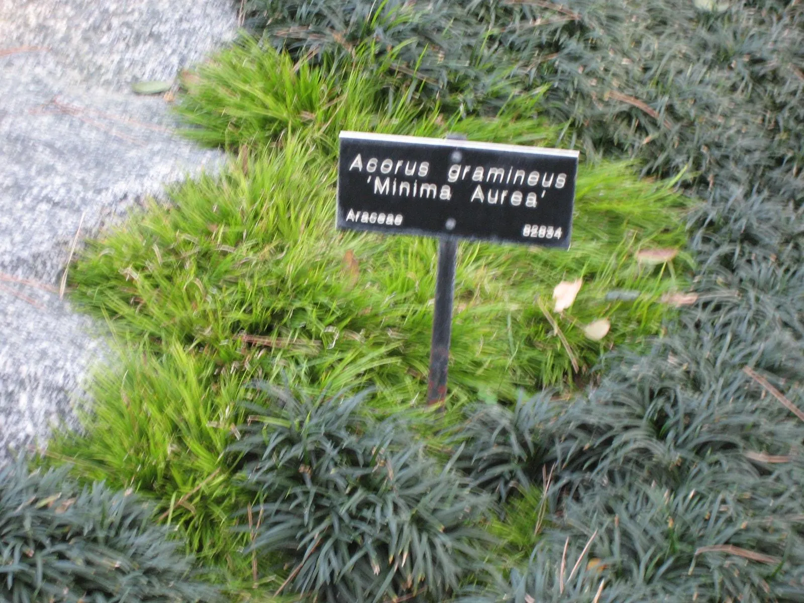 Japanese Sweet Flag (Acorus Gramineus) — green texture in zones 5-11