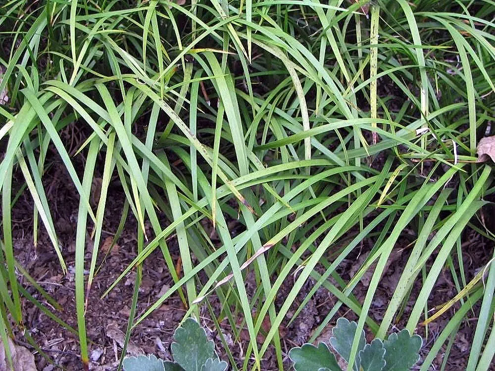 Japanese Sweet Flag (Acorus Gramineus) — It thrives in moist, well-drained soil, reaching heights of 6-12 inches with an equal spread; consider groupings for