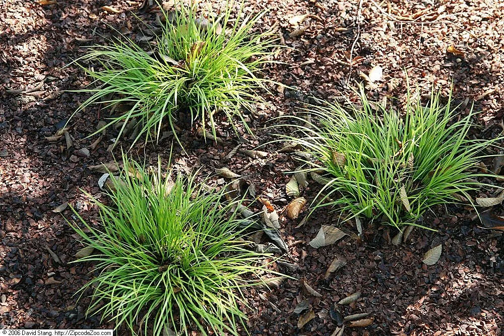 Japanese Sweet Flag (Acorus Gramineus) — Acorus gramineus, commonly known as Japanese Sweet Flag, is an evergreen perennial