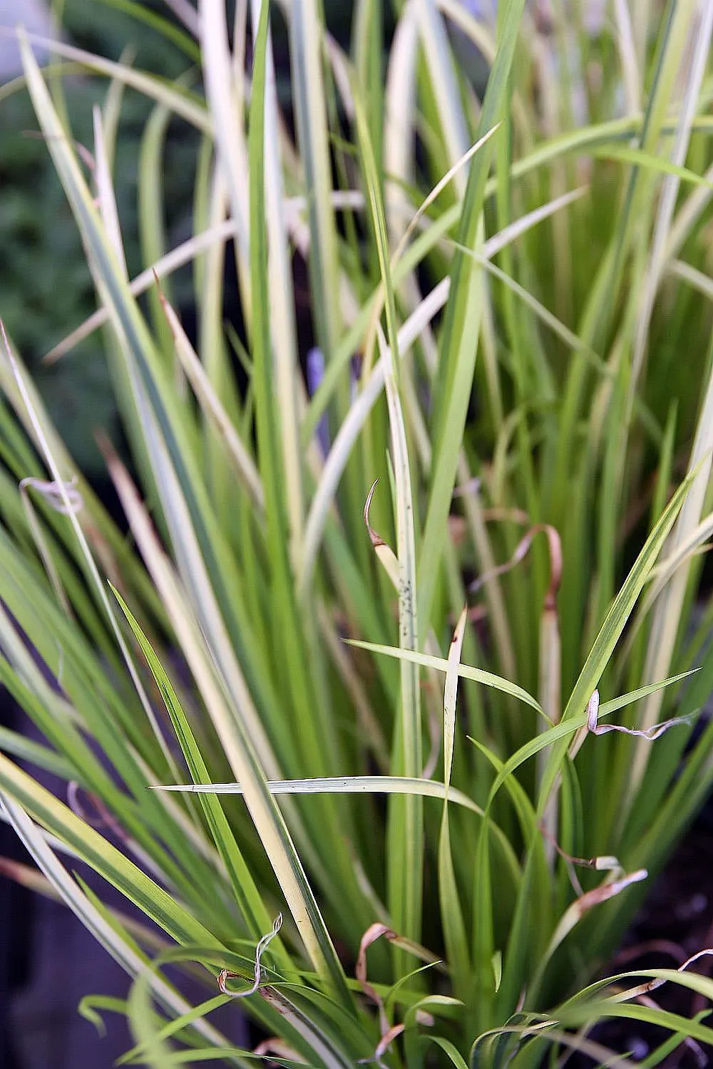 Japanese Sweet Flag (Acorus Gramineus) — where its reflective qualities and textural contrast can be fully appreciated by your client