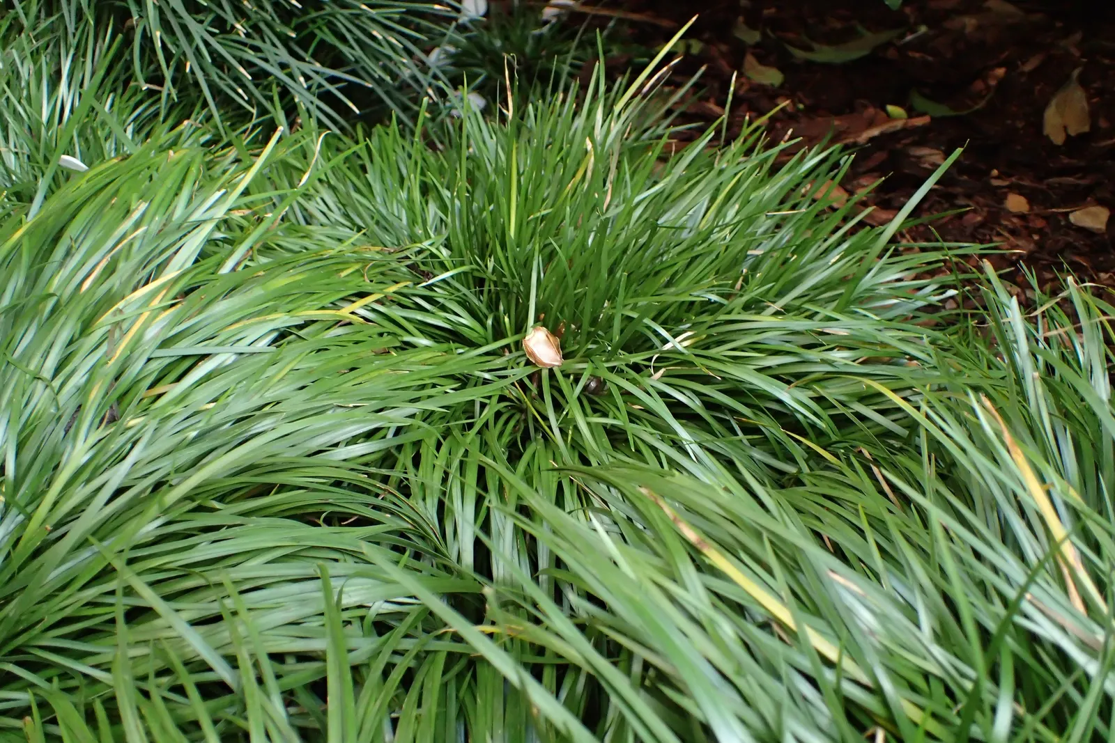 Japanese Sweet Flag (Acorus Gramineus) — This charming plant typically grows to a height of 6 to 12 inches and boasts a spread of about 8 to 12 inches