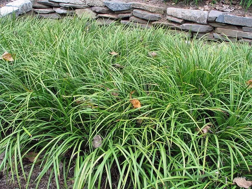 Japanese Sweet Flag (Acorus Gramineus) — consider groupings for ground cover usage or accenting alongside water features