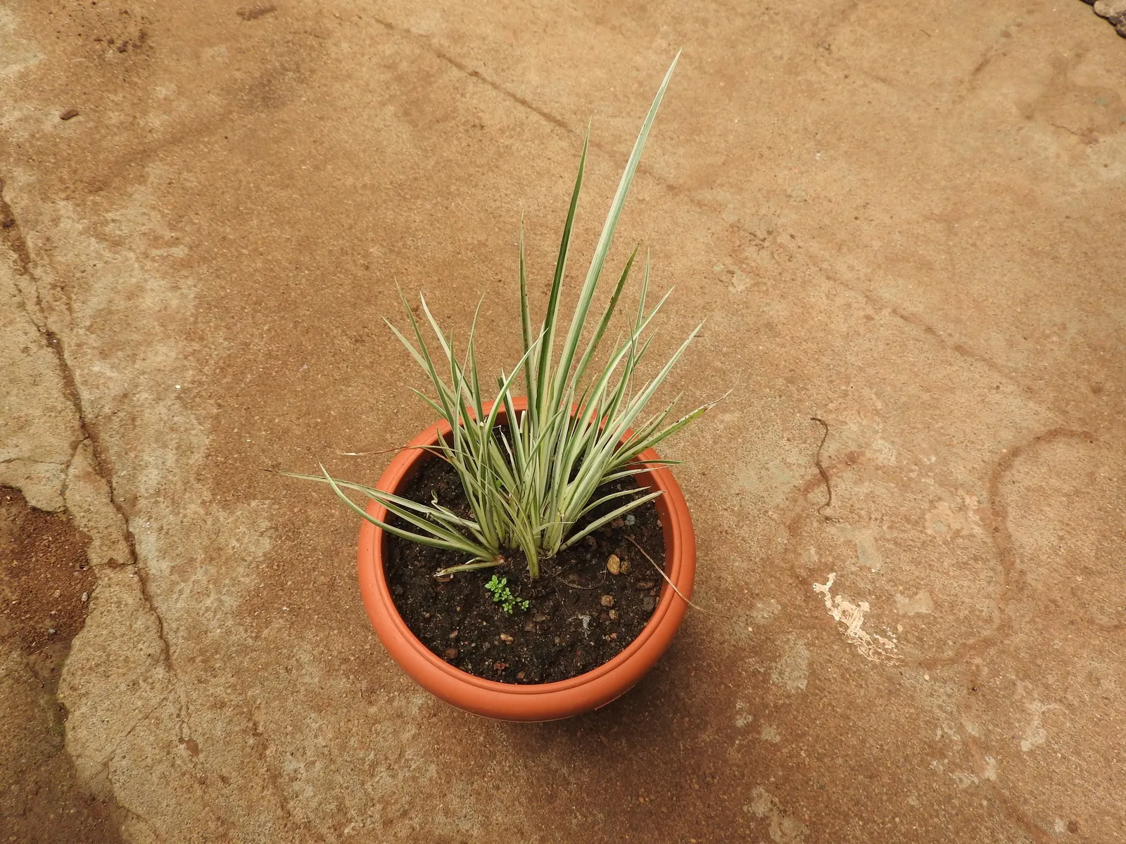 Japanese Sweet Flag (Acorus Gramineus) — It flourishes in both full sunlight to partial shade