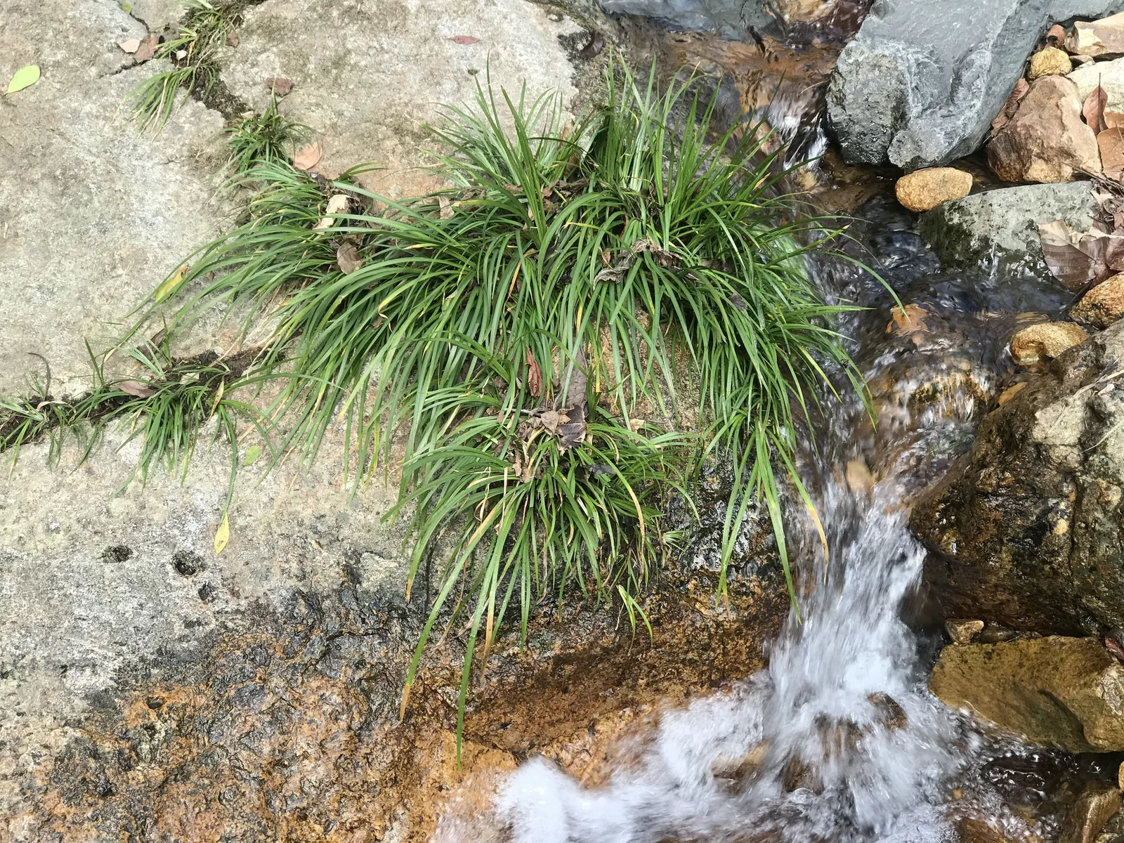 Japanese Sweet Flag (Acorus Gramineus) — grass / ground cover for full or half or shade